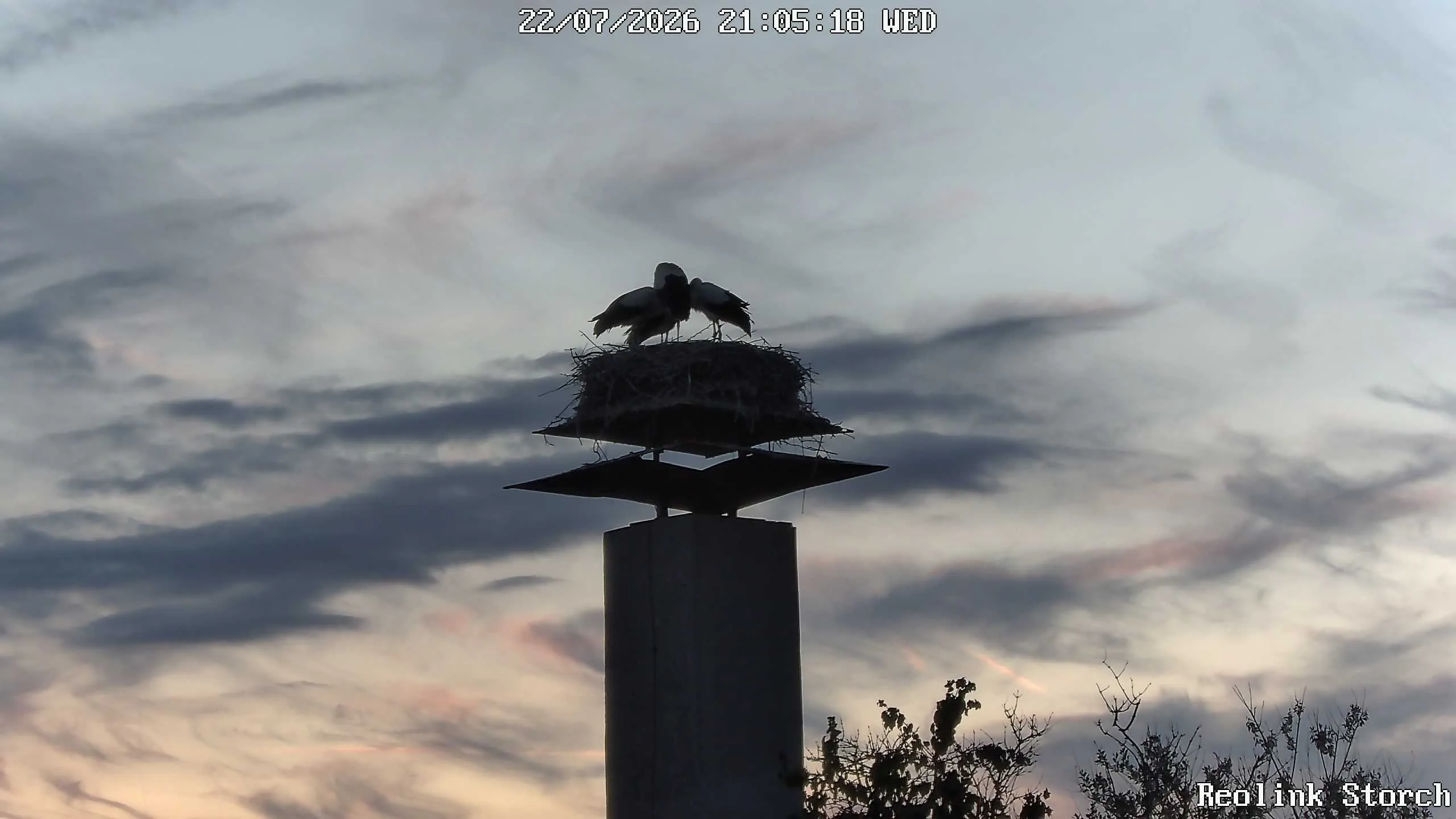 Storchencam Bild