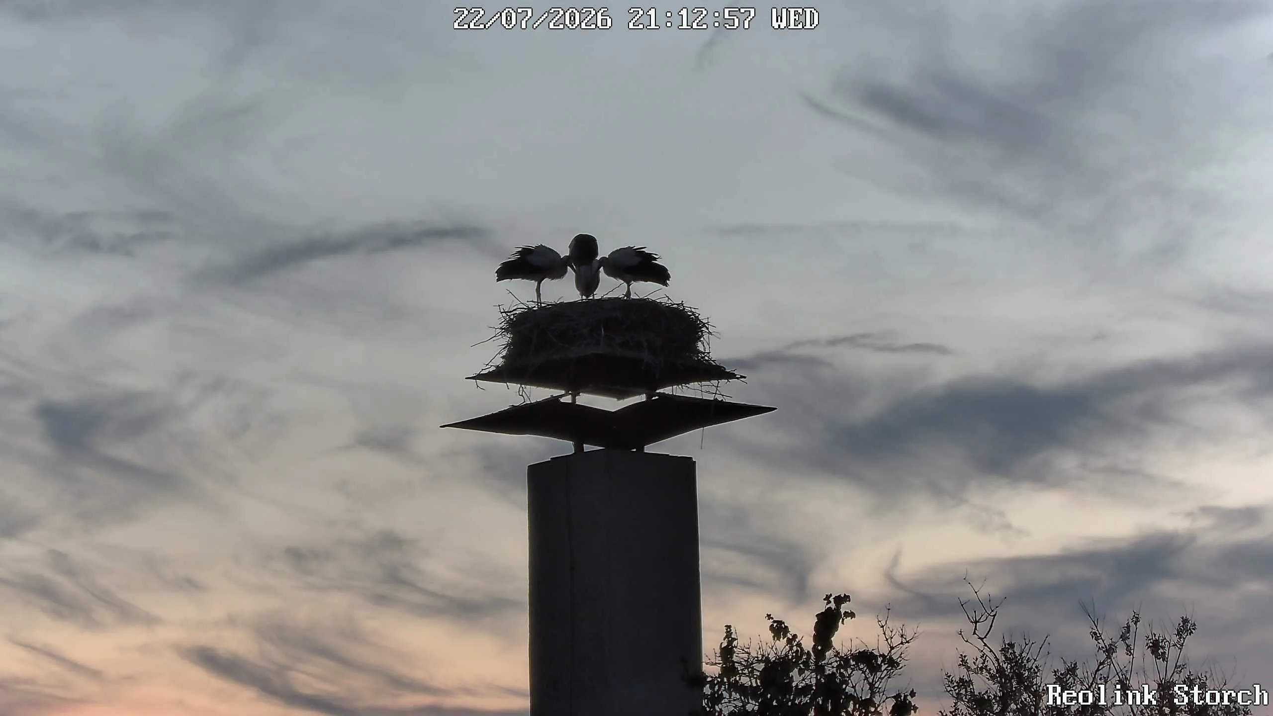 Storchencam Bild