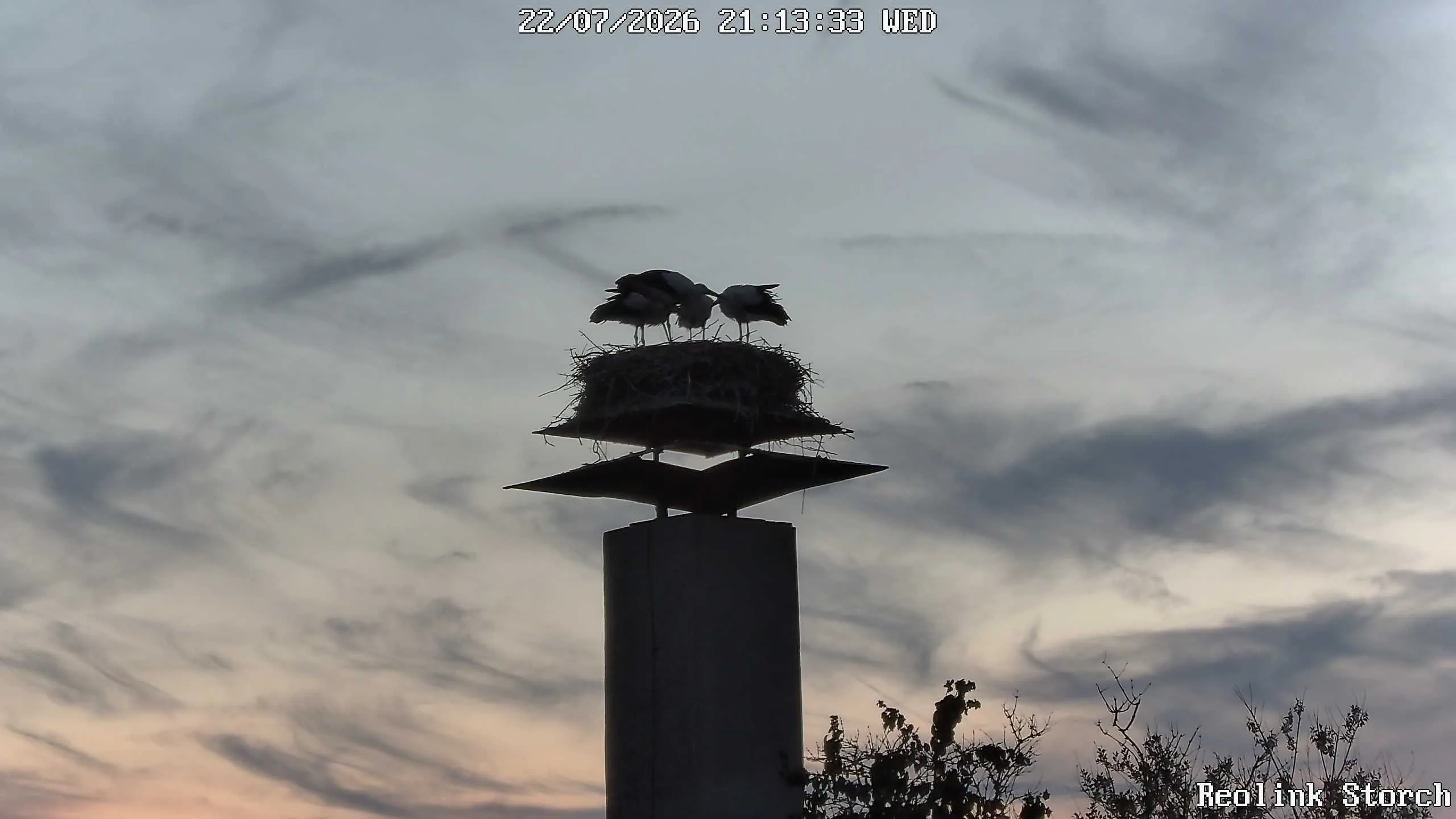Storchencam Bild
