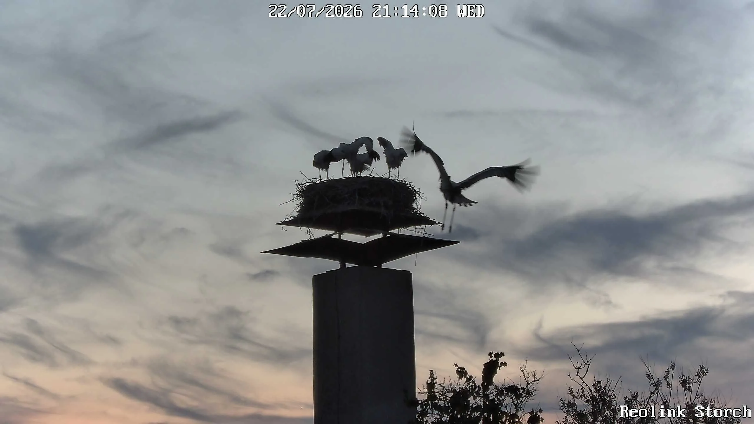 Storchencam Bild