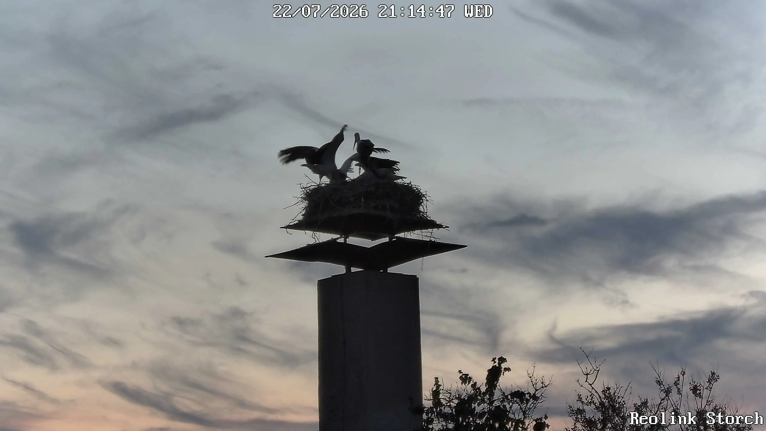 Storchencam Bild