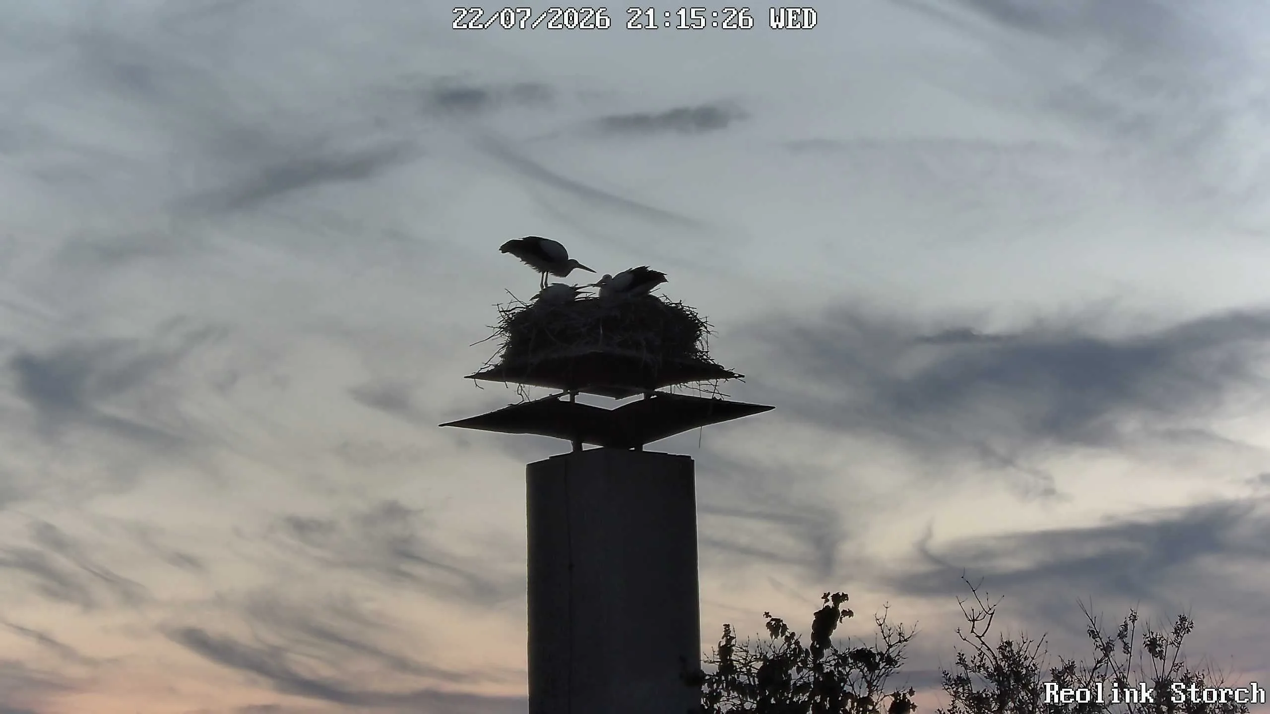 Storchencam Bild
