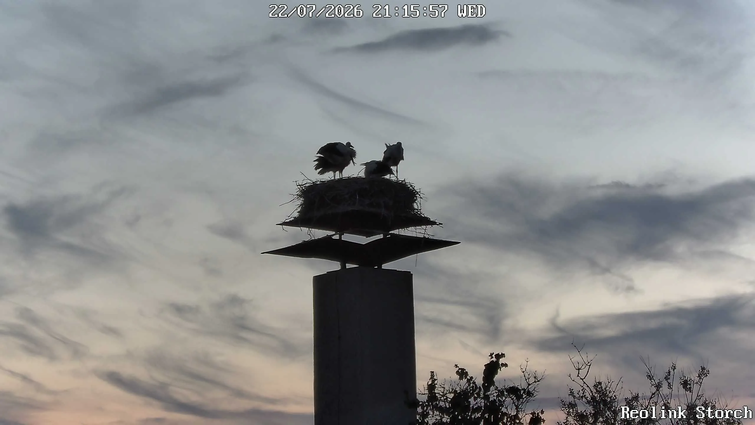 Storchencam Bild