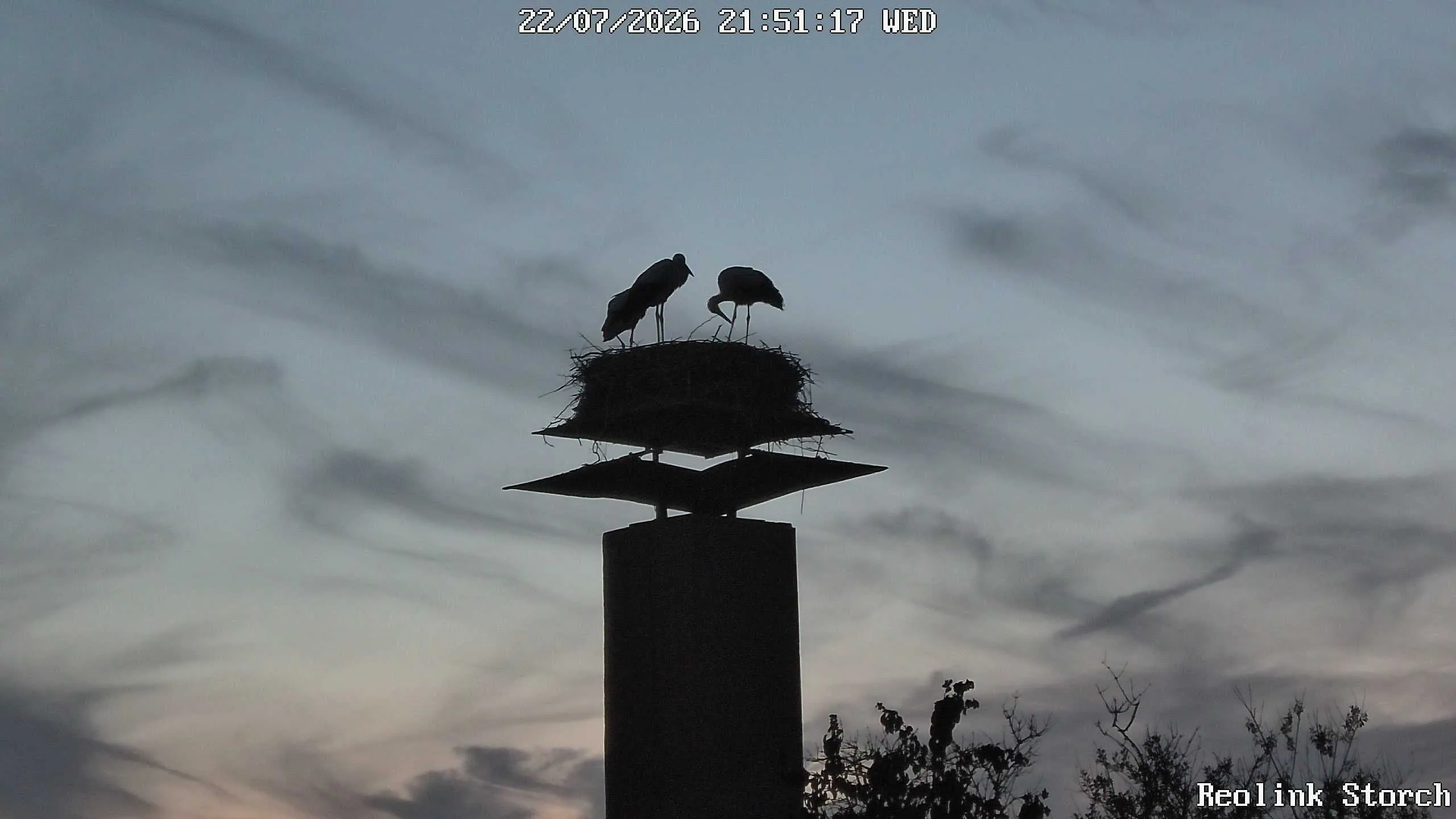 Storchencam Bild
