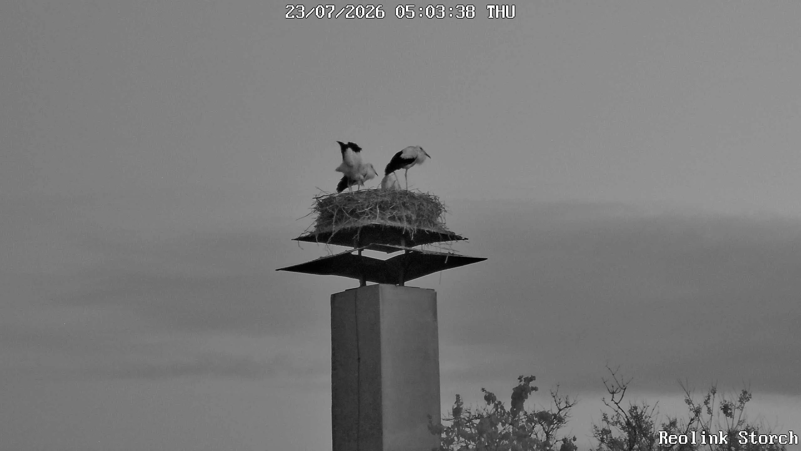 Storchencam Bild