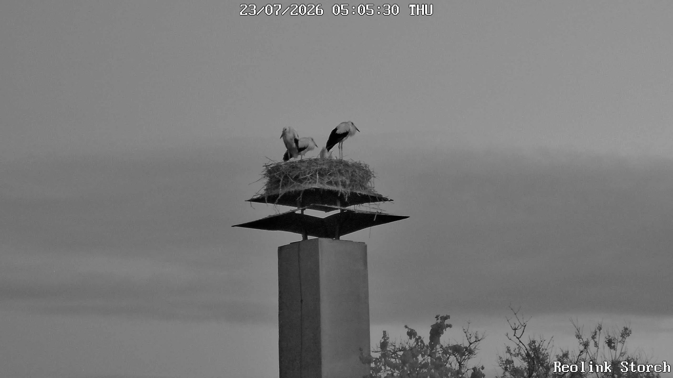 Storchencam Bild