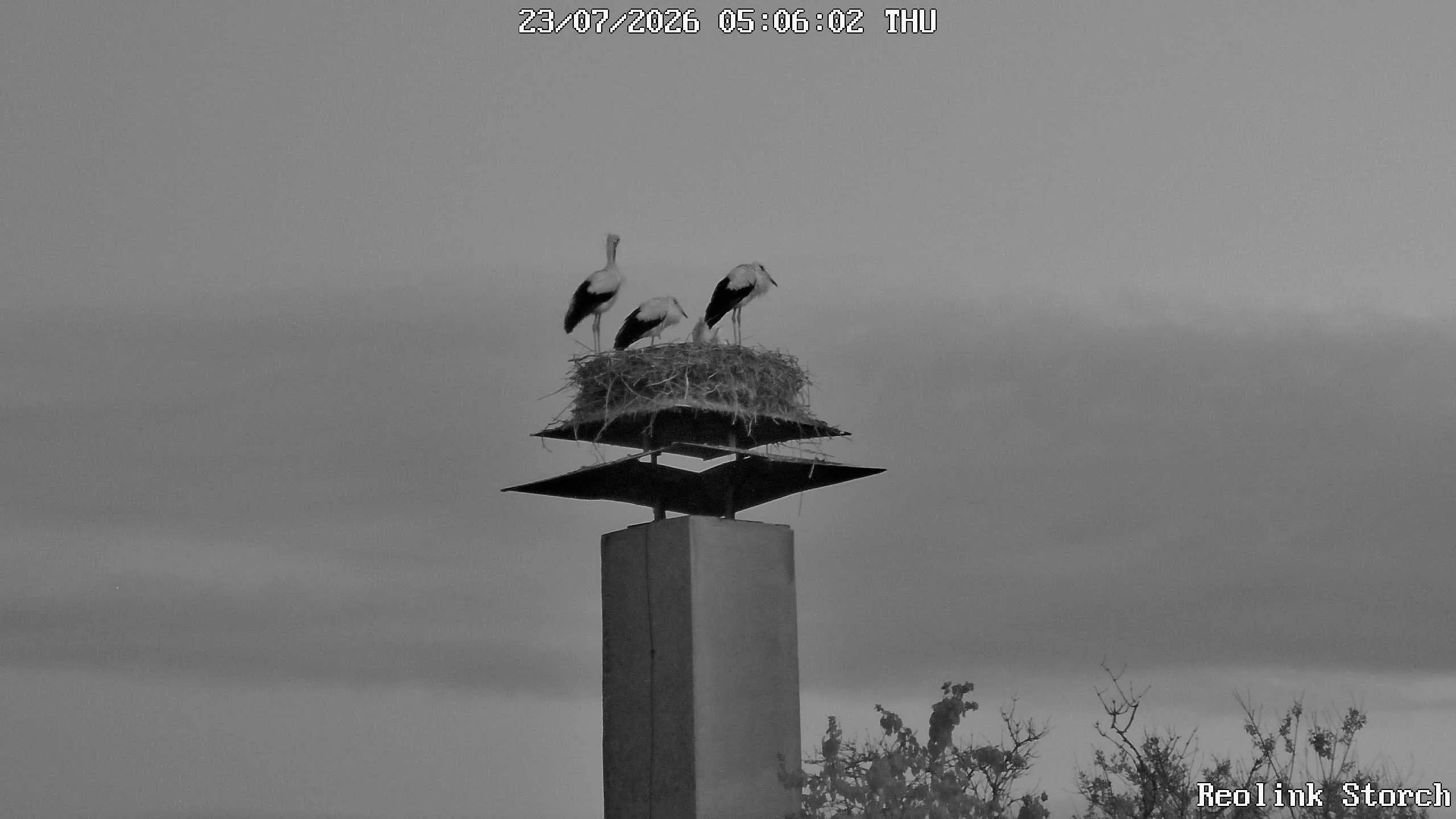 Storchencam Bild