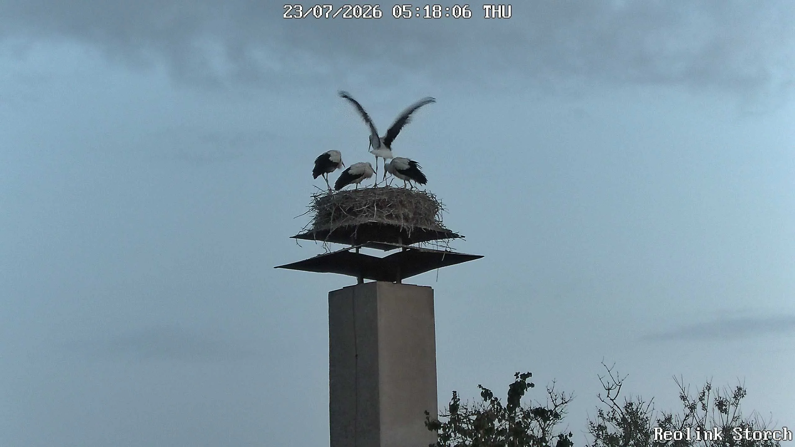Storchencam Bild