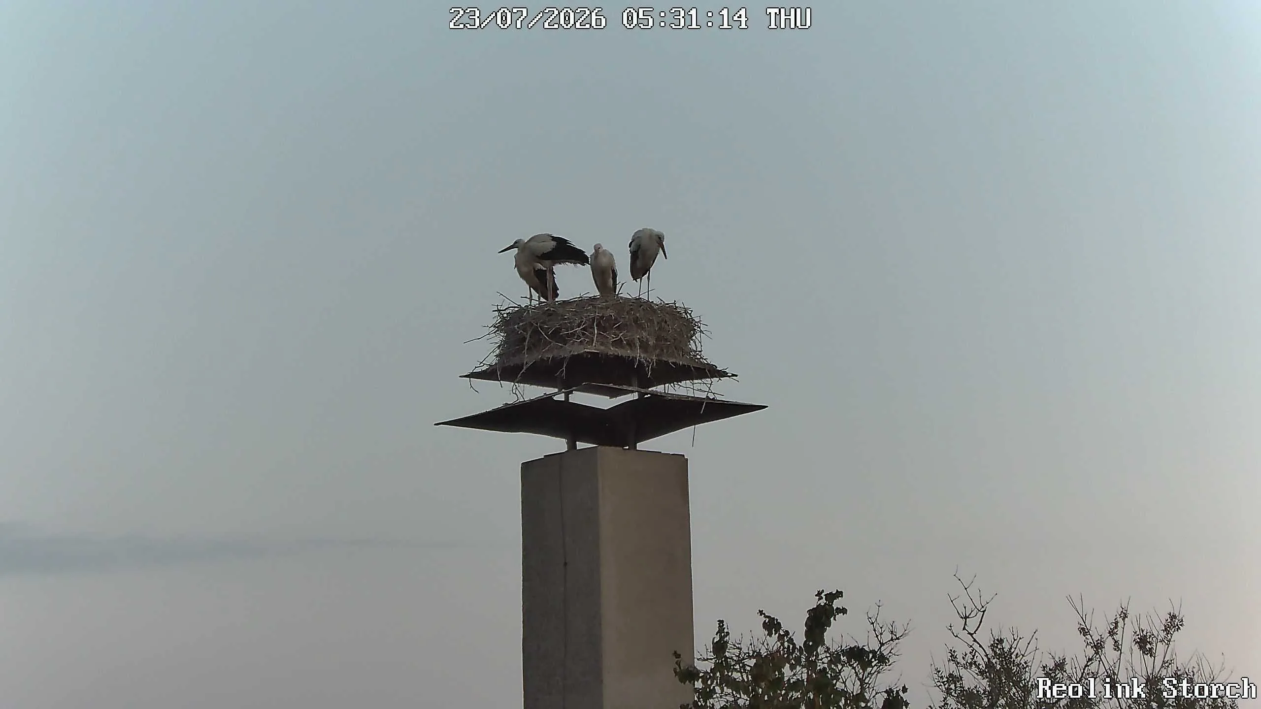 Storchencam Bild