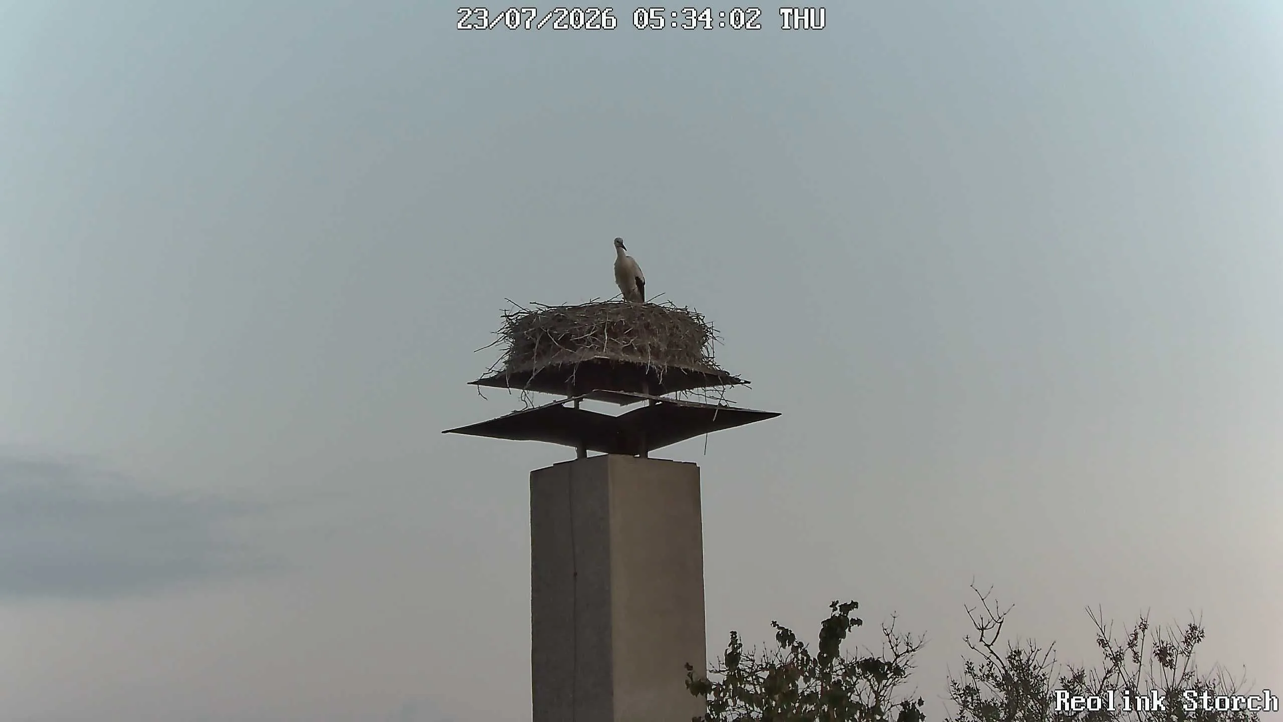 Storchencam Bild