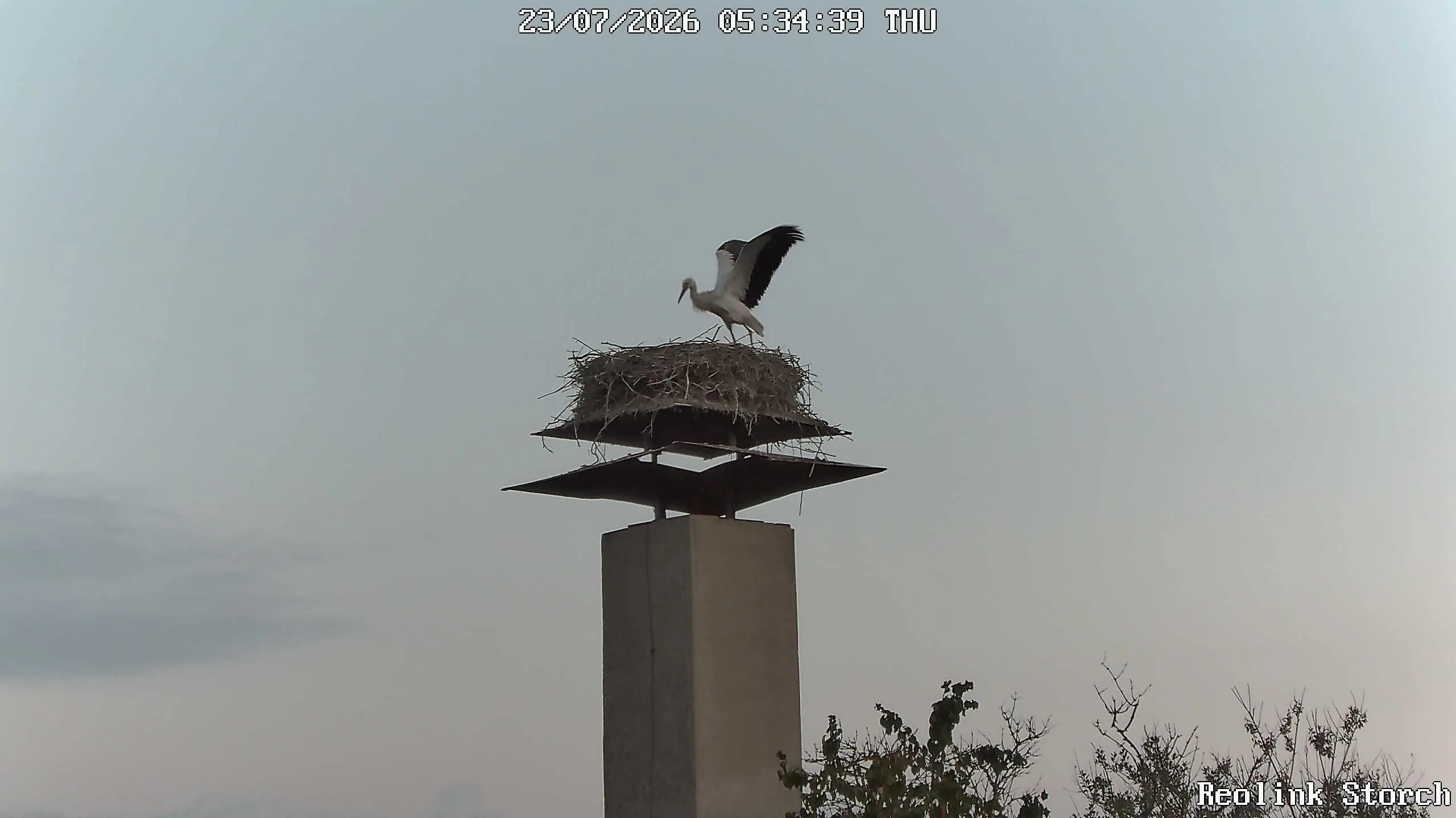 Storchencam Bild