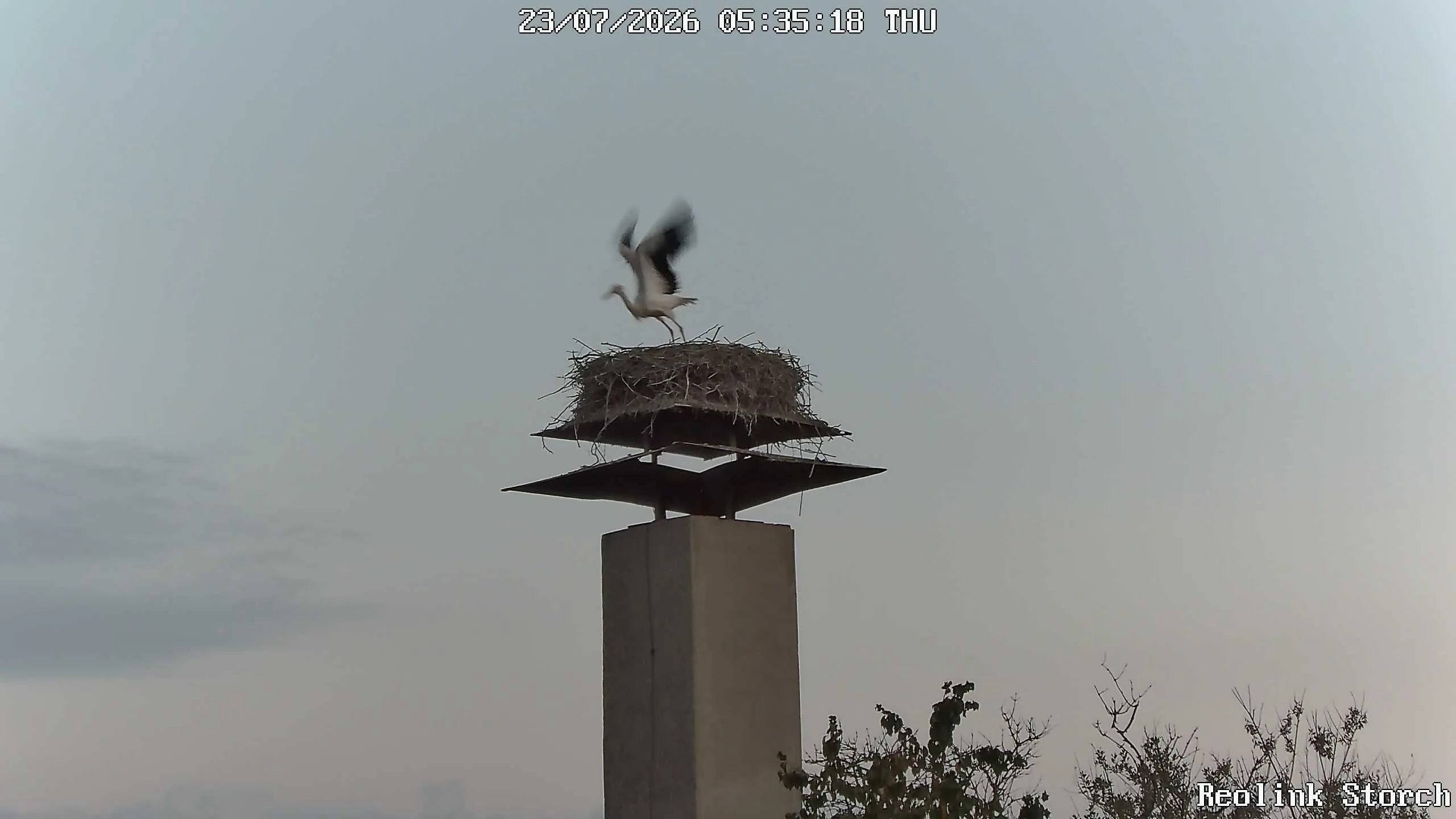 Storchencam Bild