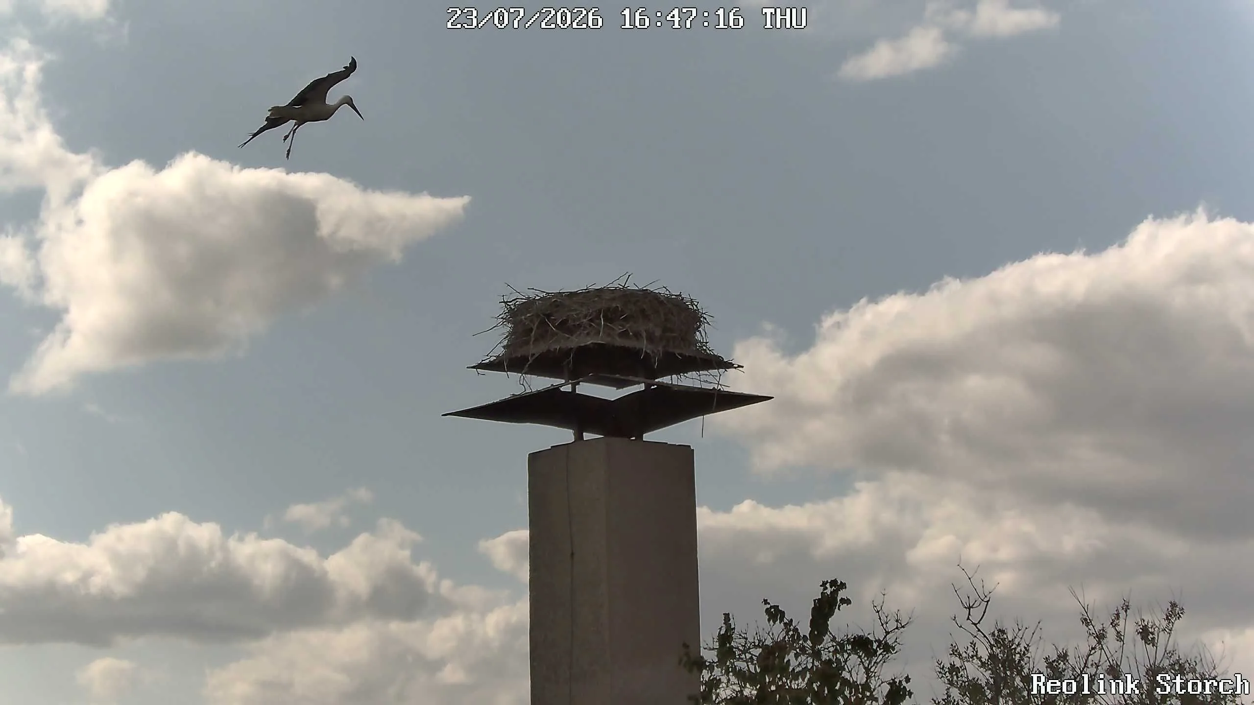 Storchencam Bild
