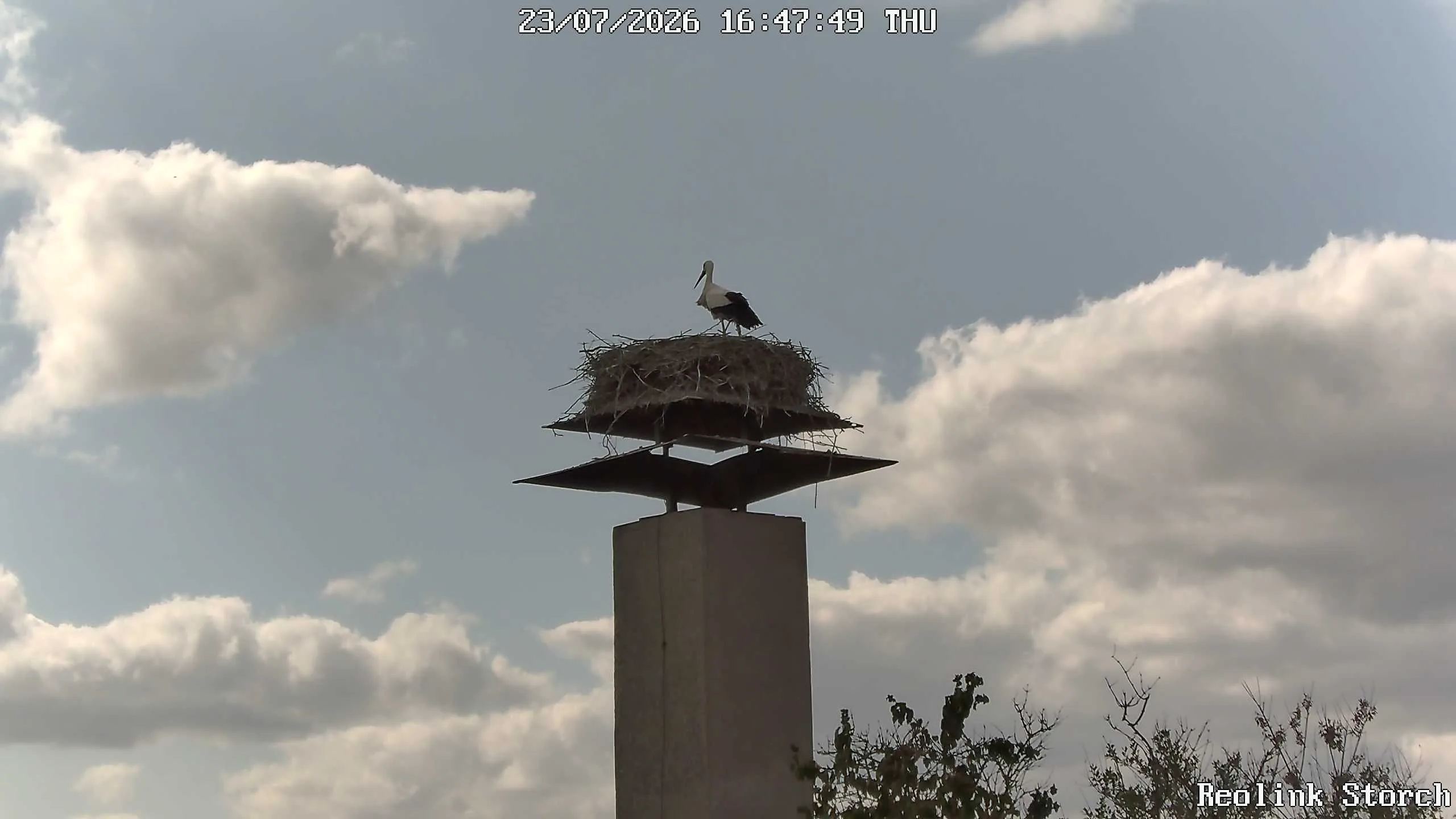 Storchencam Bild