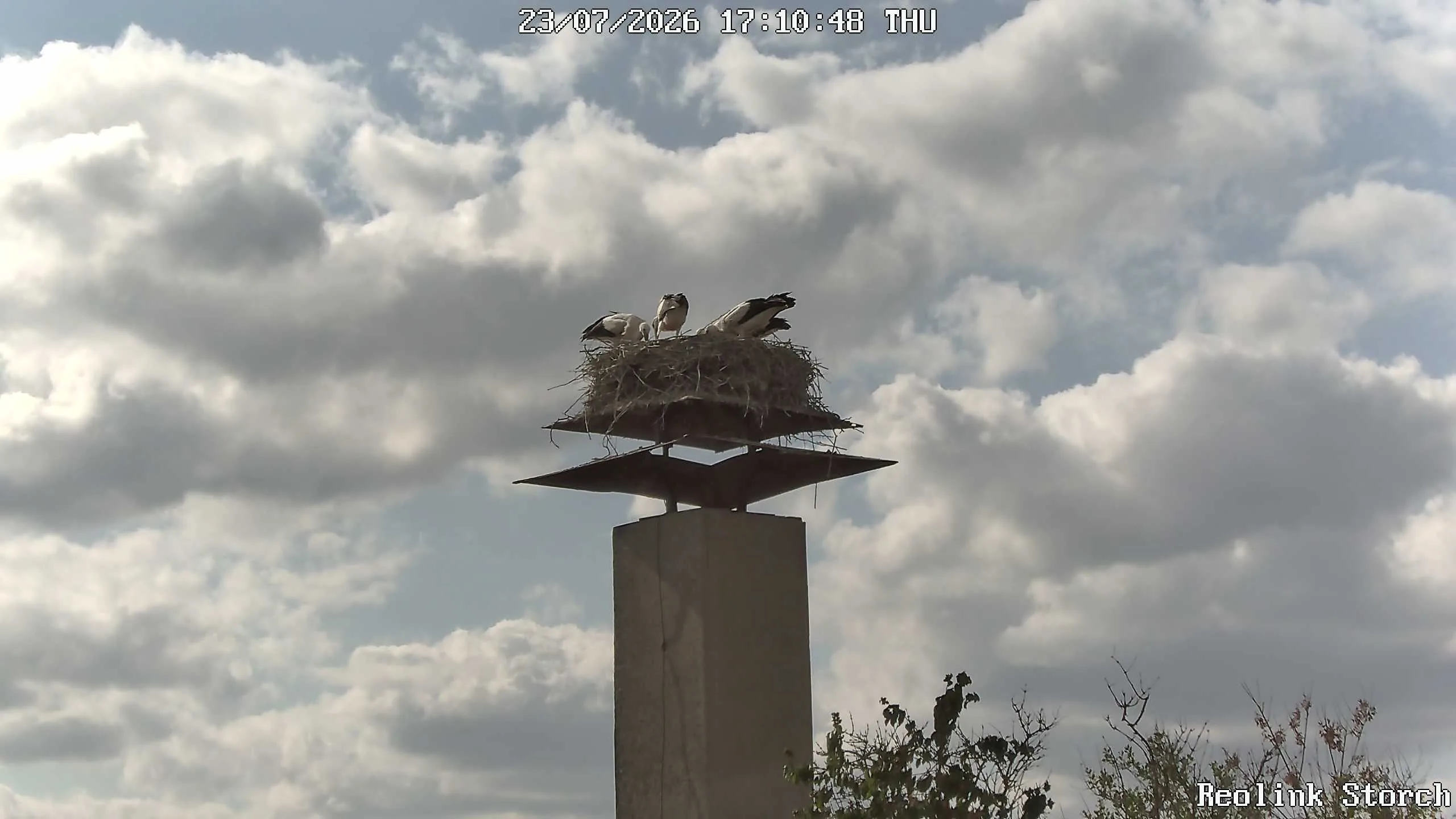 Storchencam Bild
