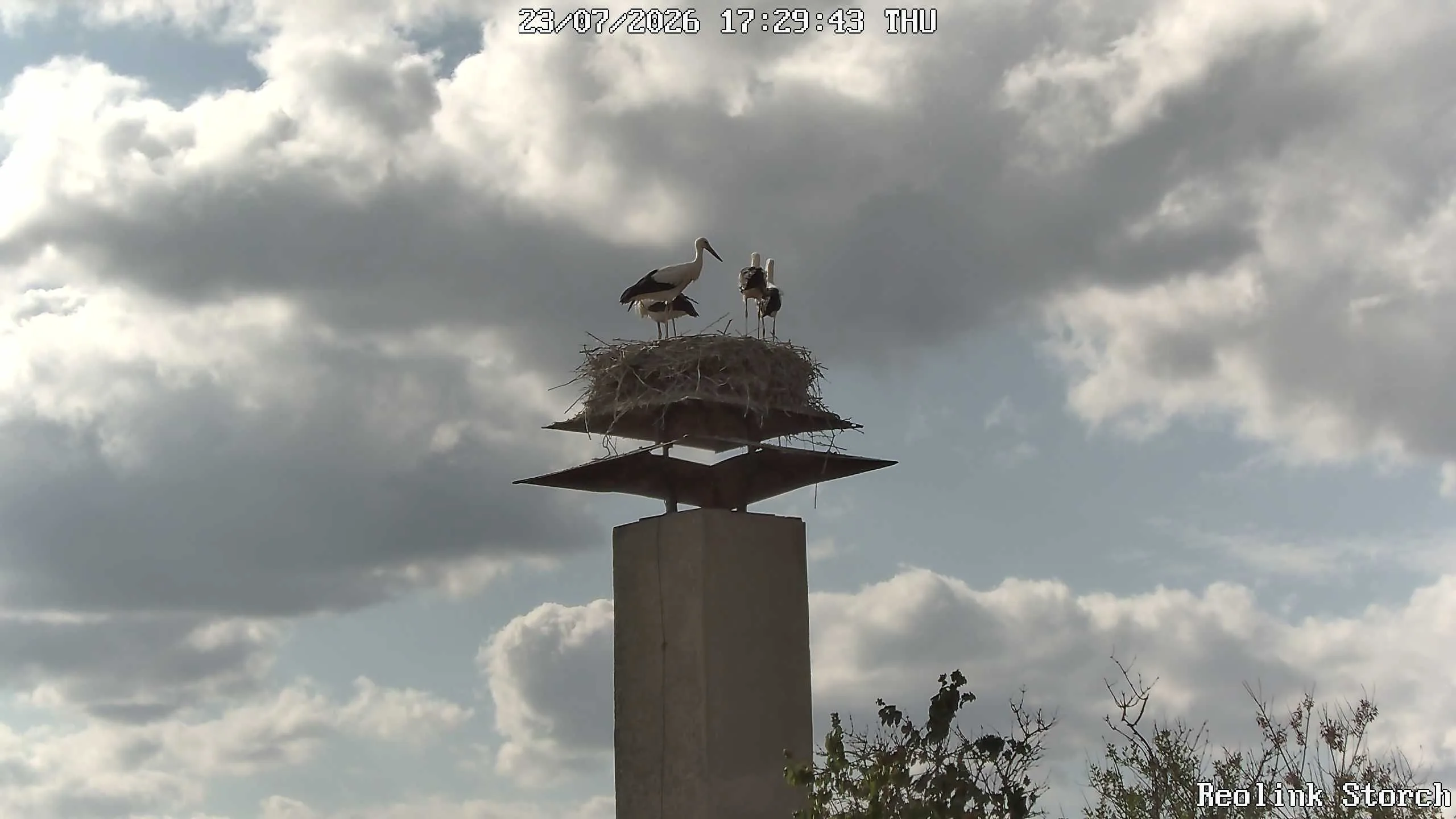 Storchencam Bild