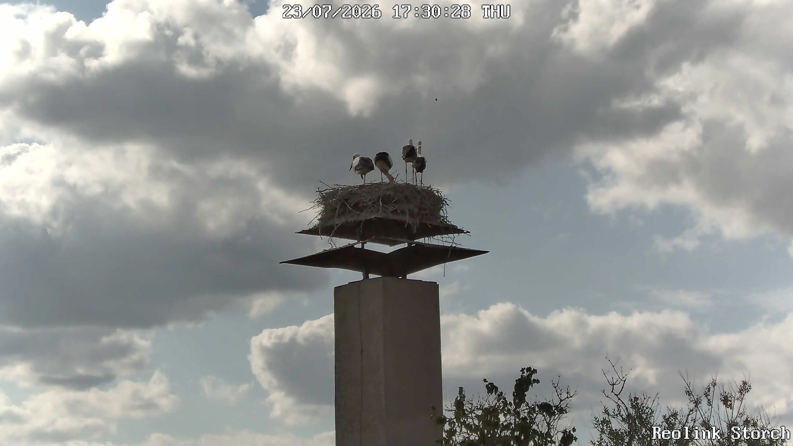 Storchencam Bild