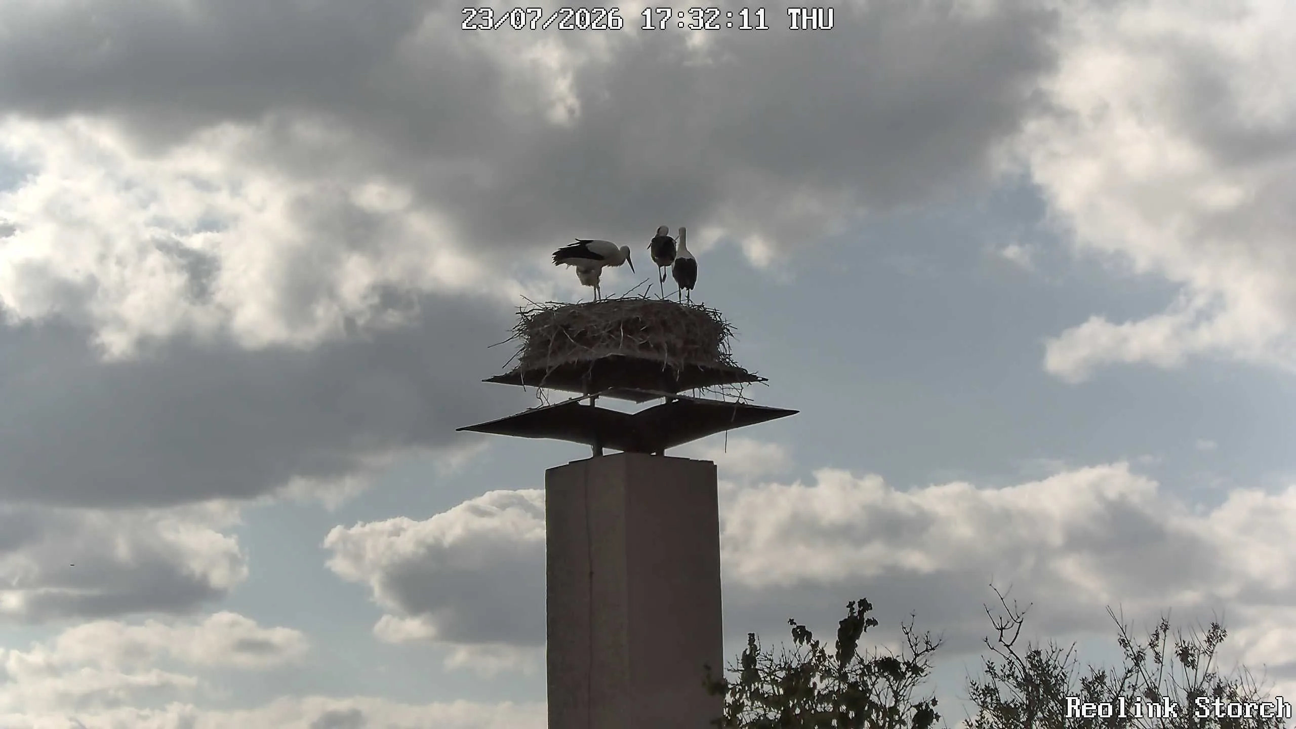 Storchencam Bild