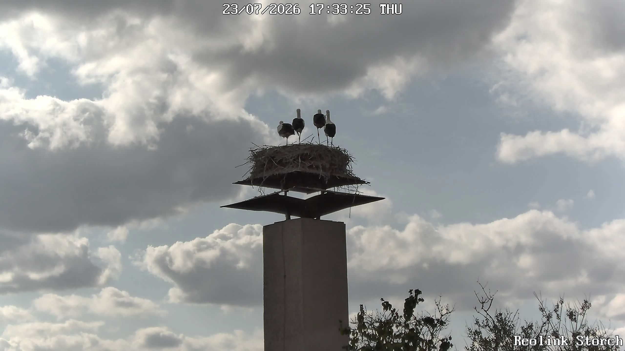 Storchencam Bild