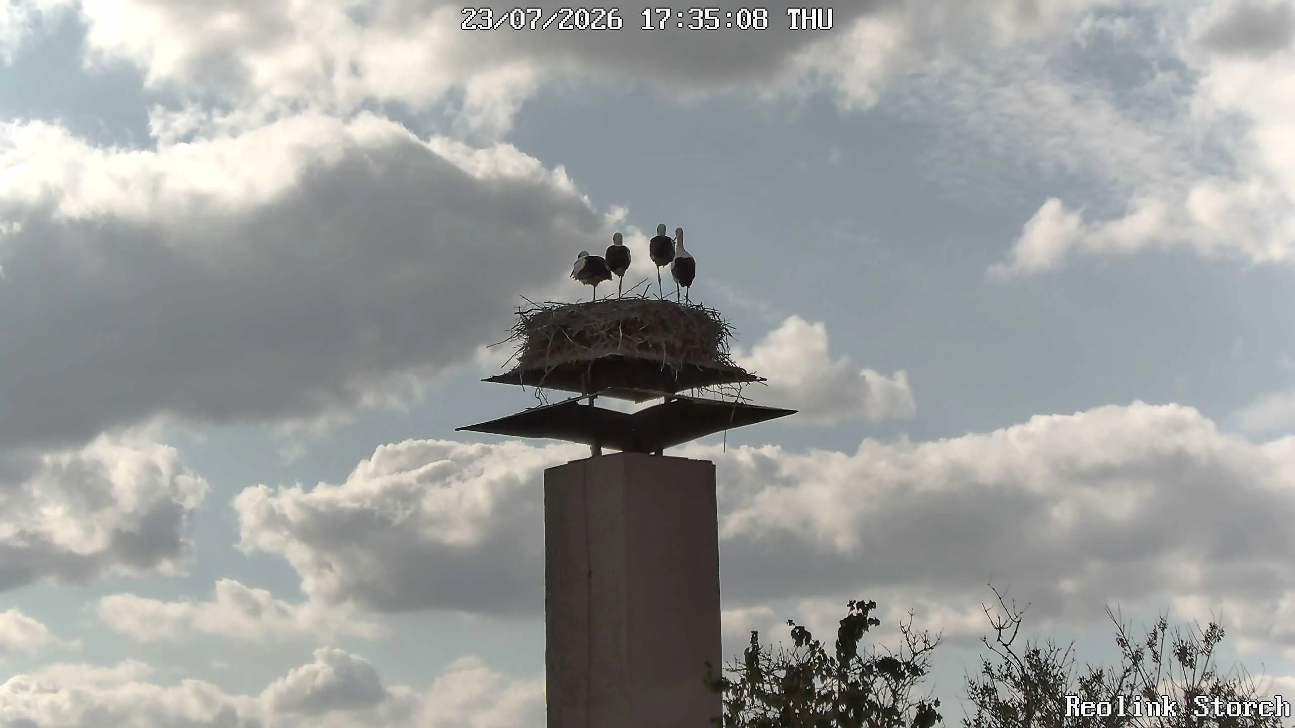 Storchencam Bild