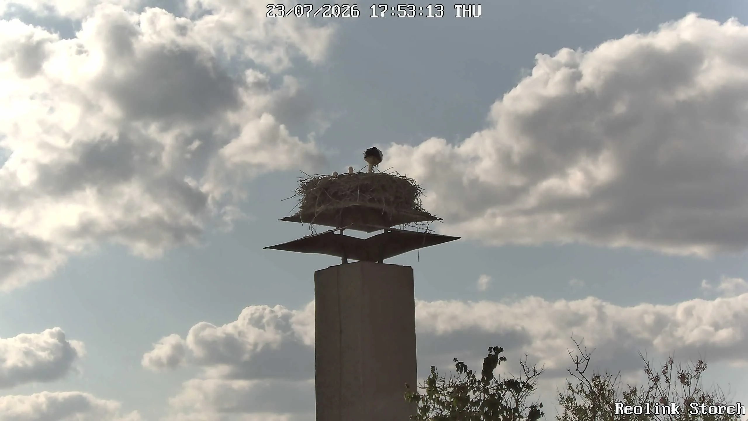 Storchencam Bild