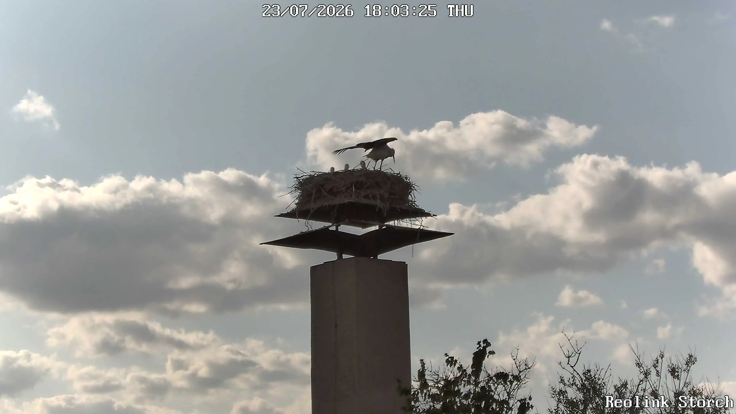 Storchencam Bild