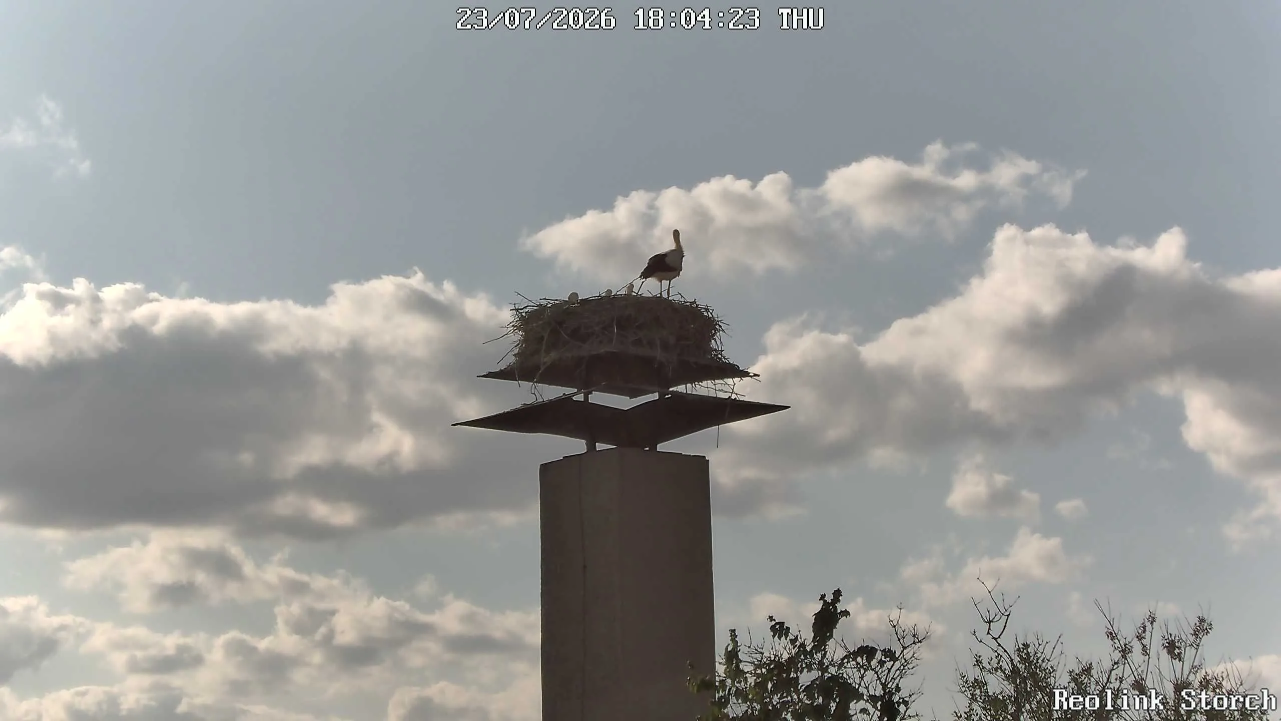 Storchencam Bild