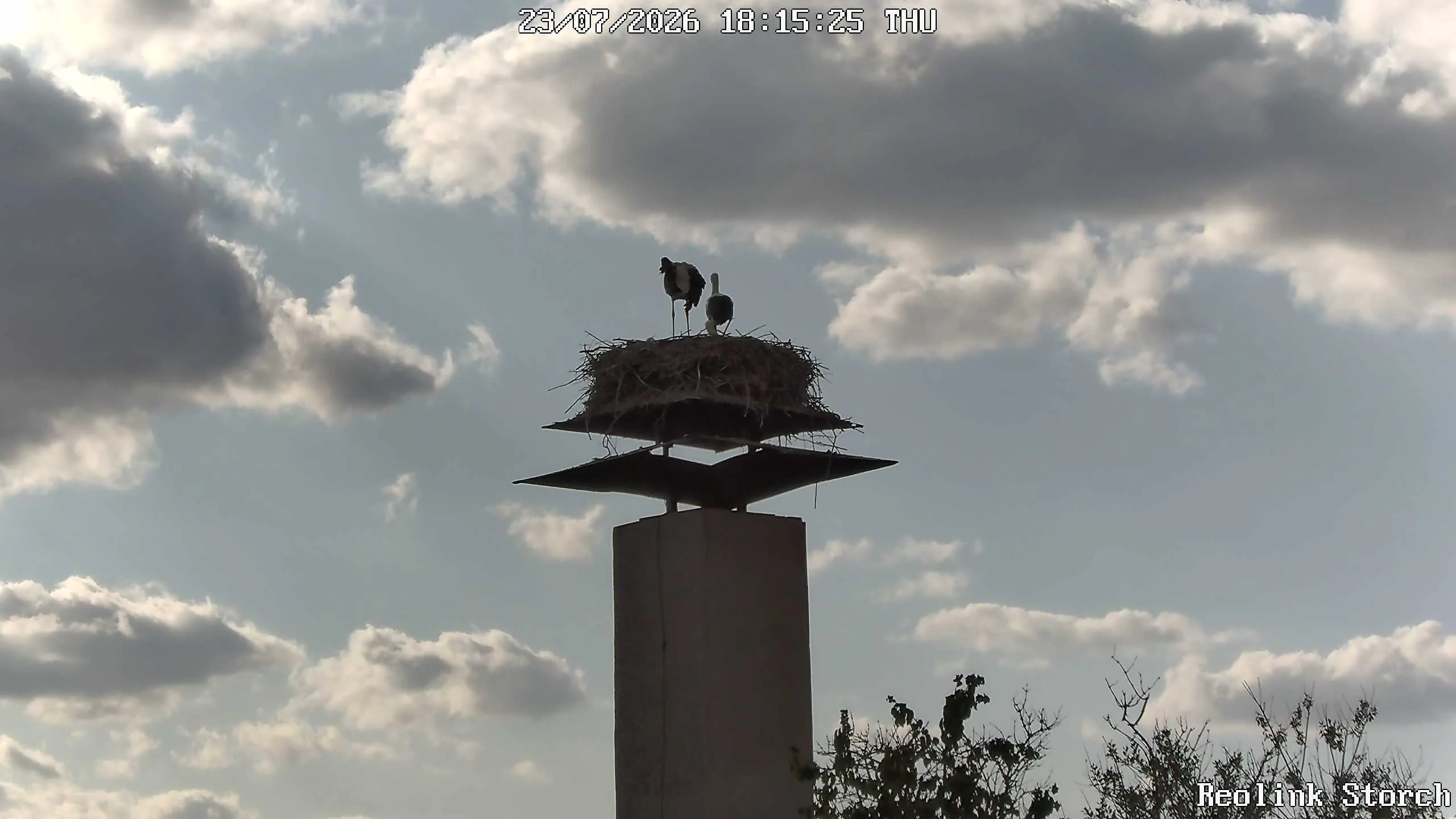 Storchencam Bild