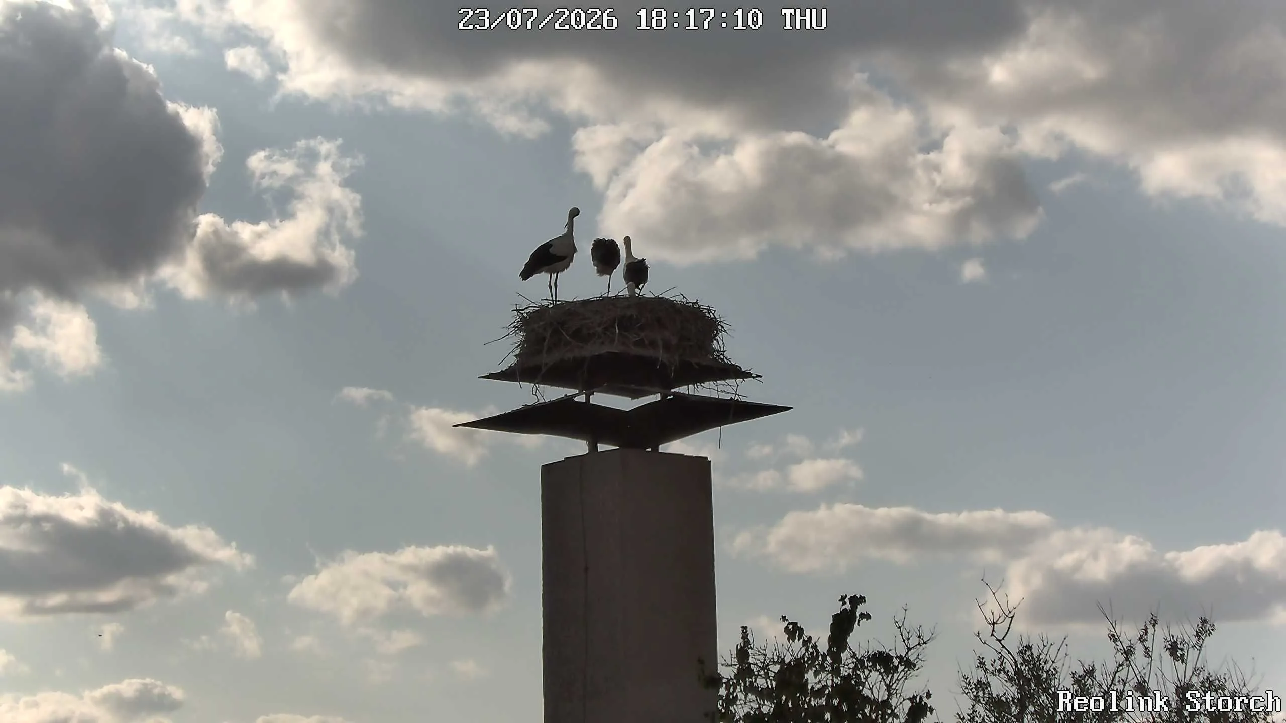 Storchencam Bild