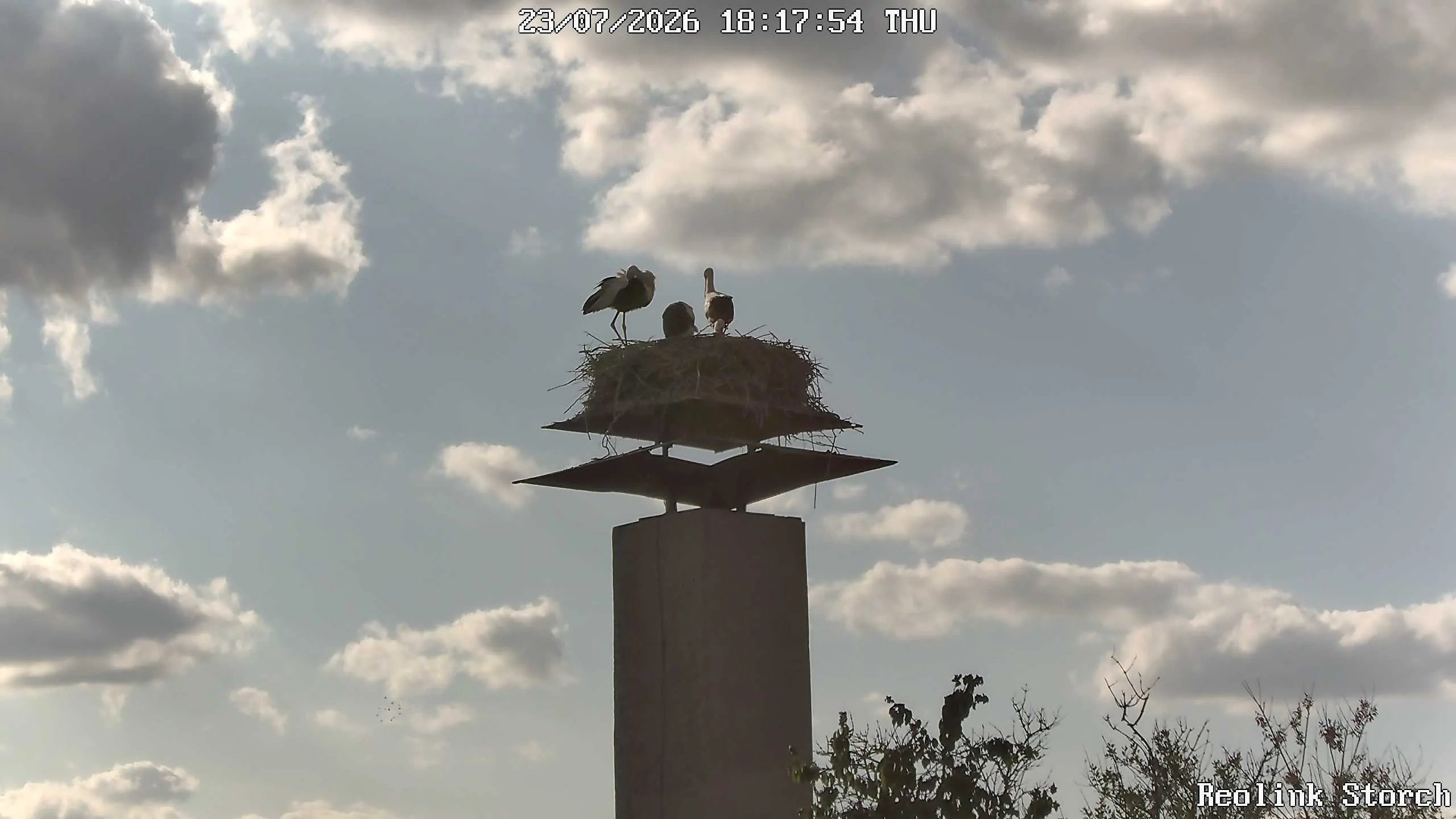 Storchencam Bild