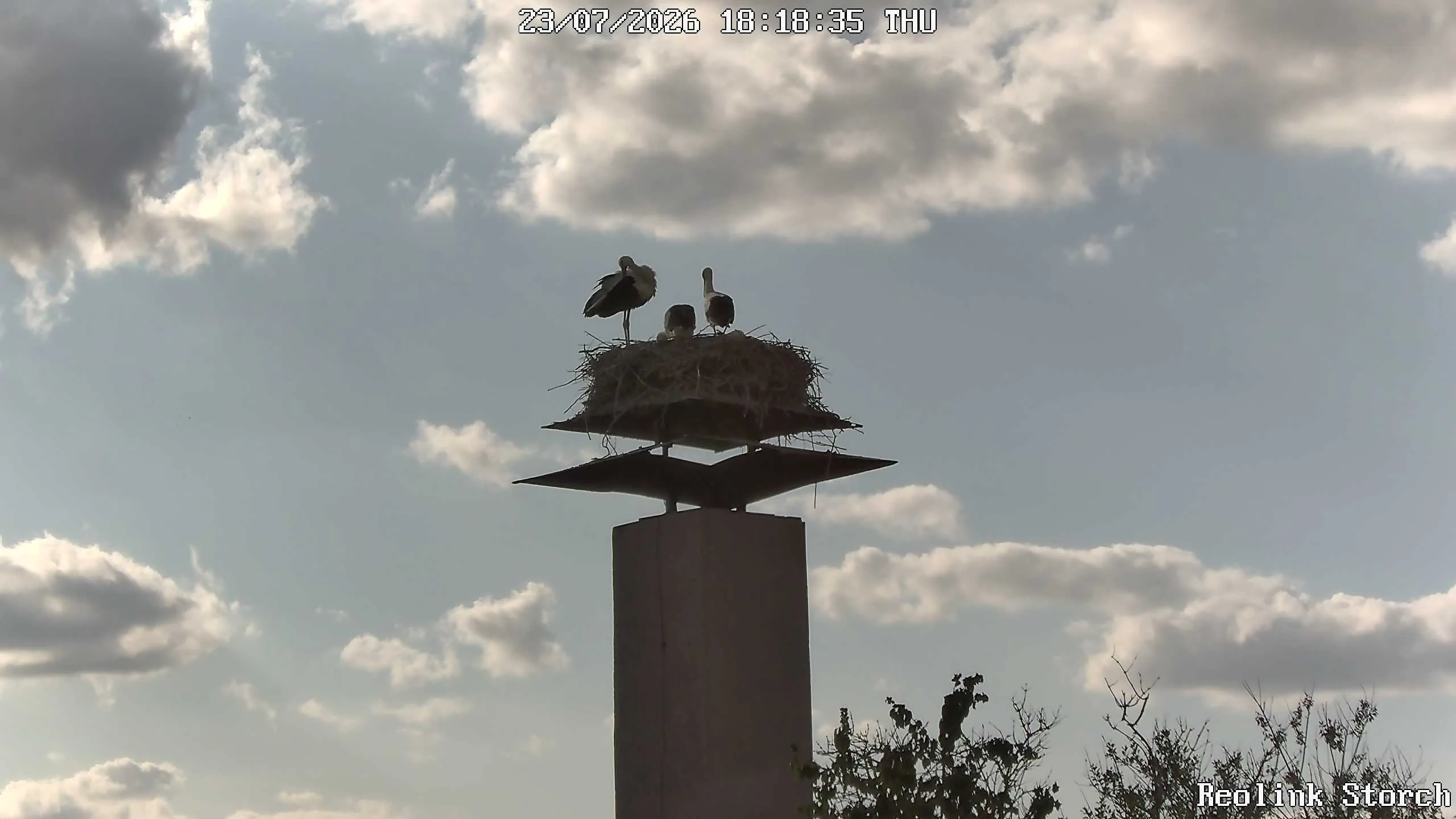 Storchencam Bild