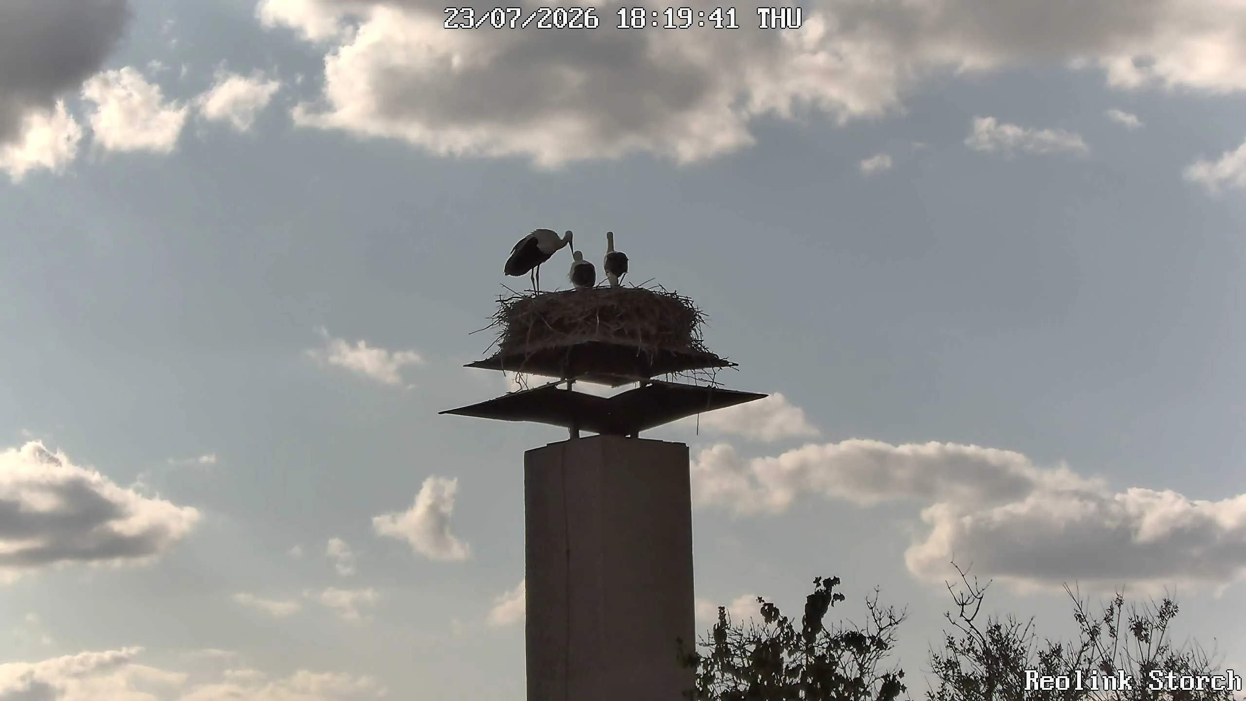Storchencam Bild