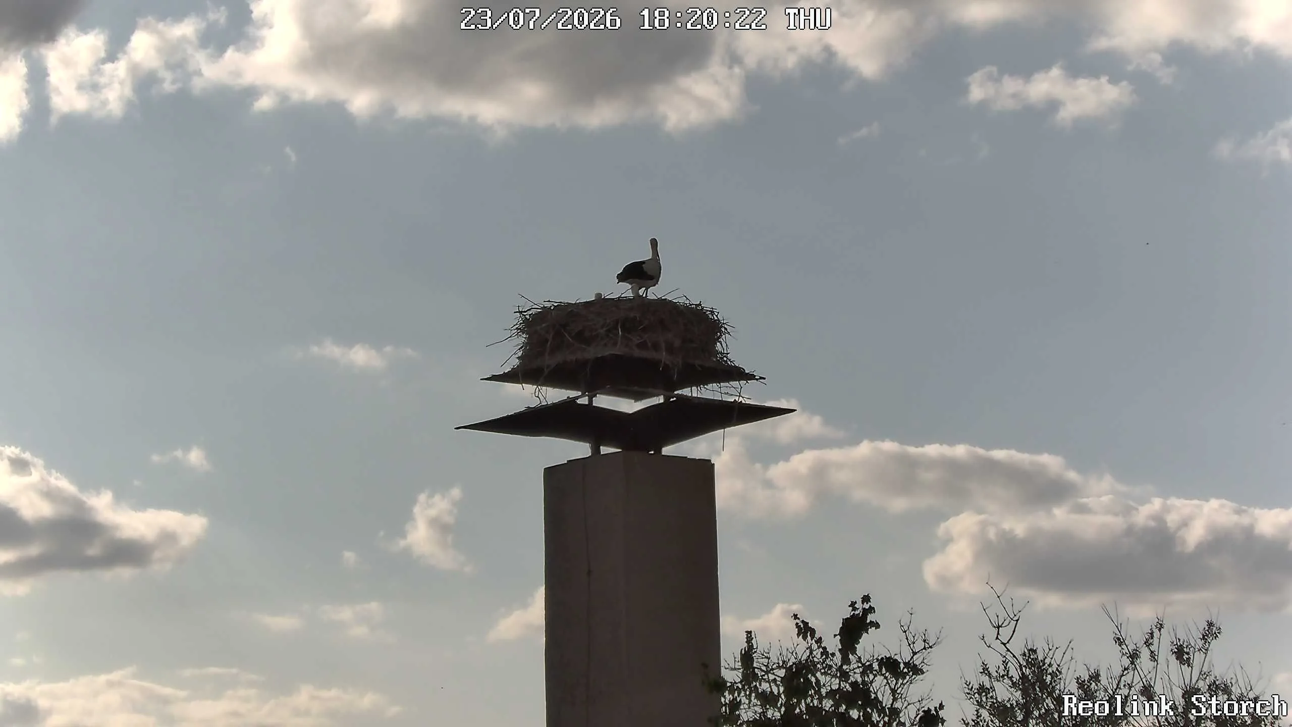 Storchencam Bild