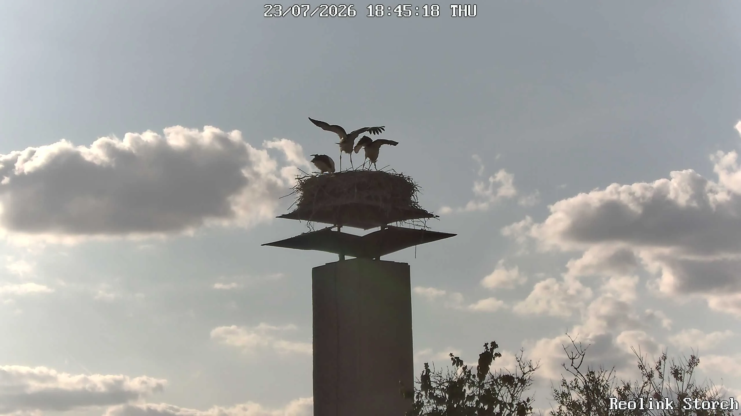 Storchencam Bild