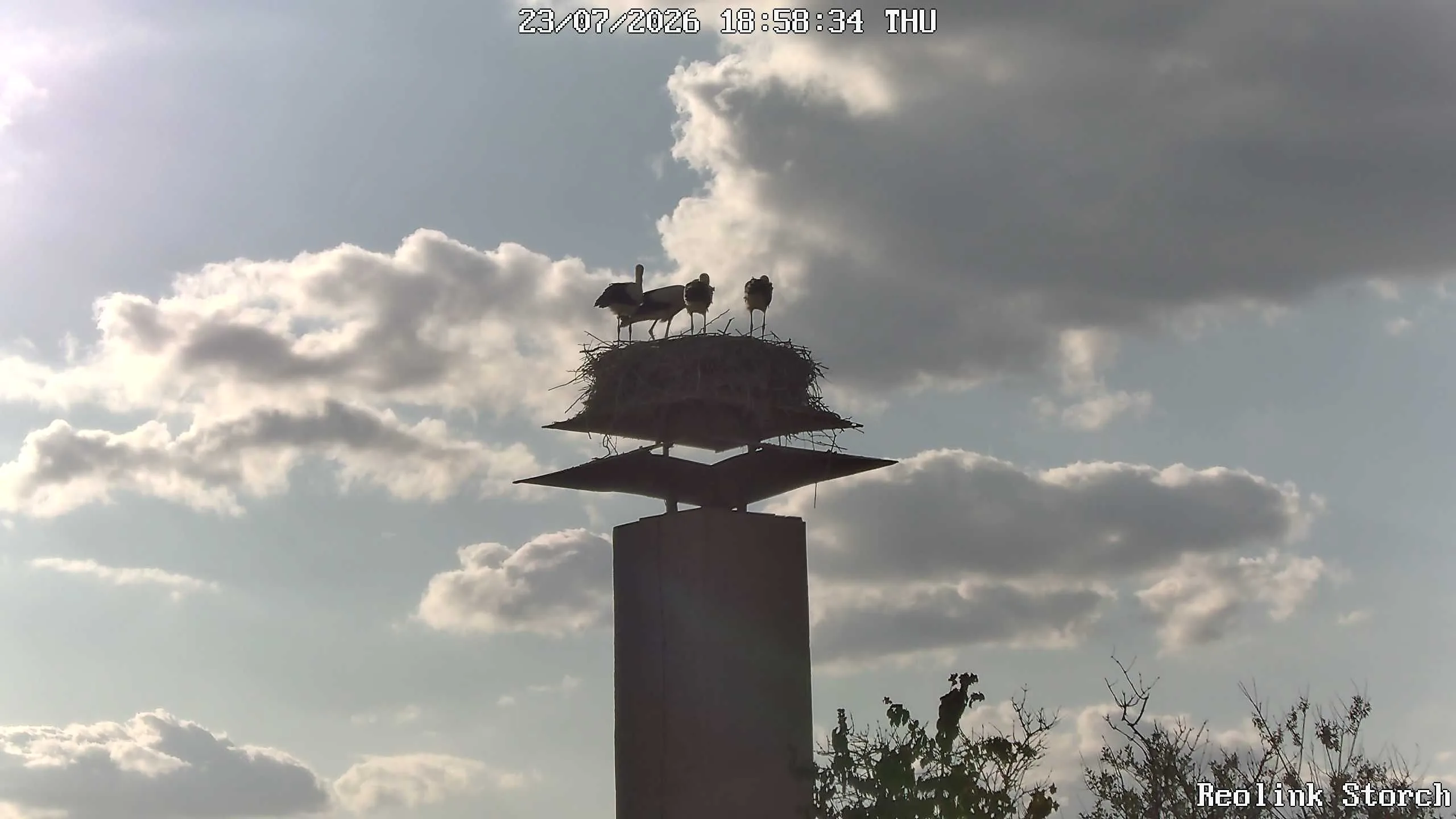 Storchencam Bild