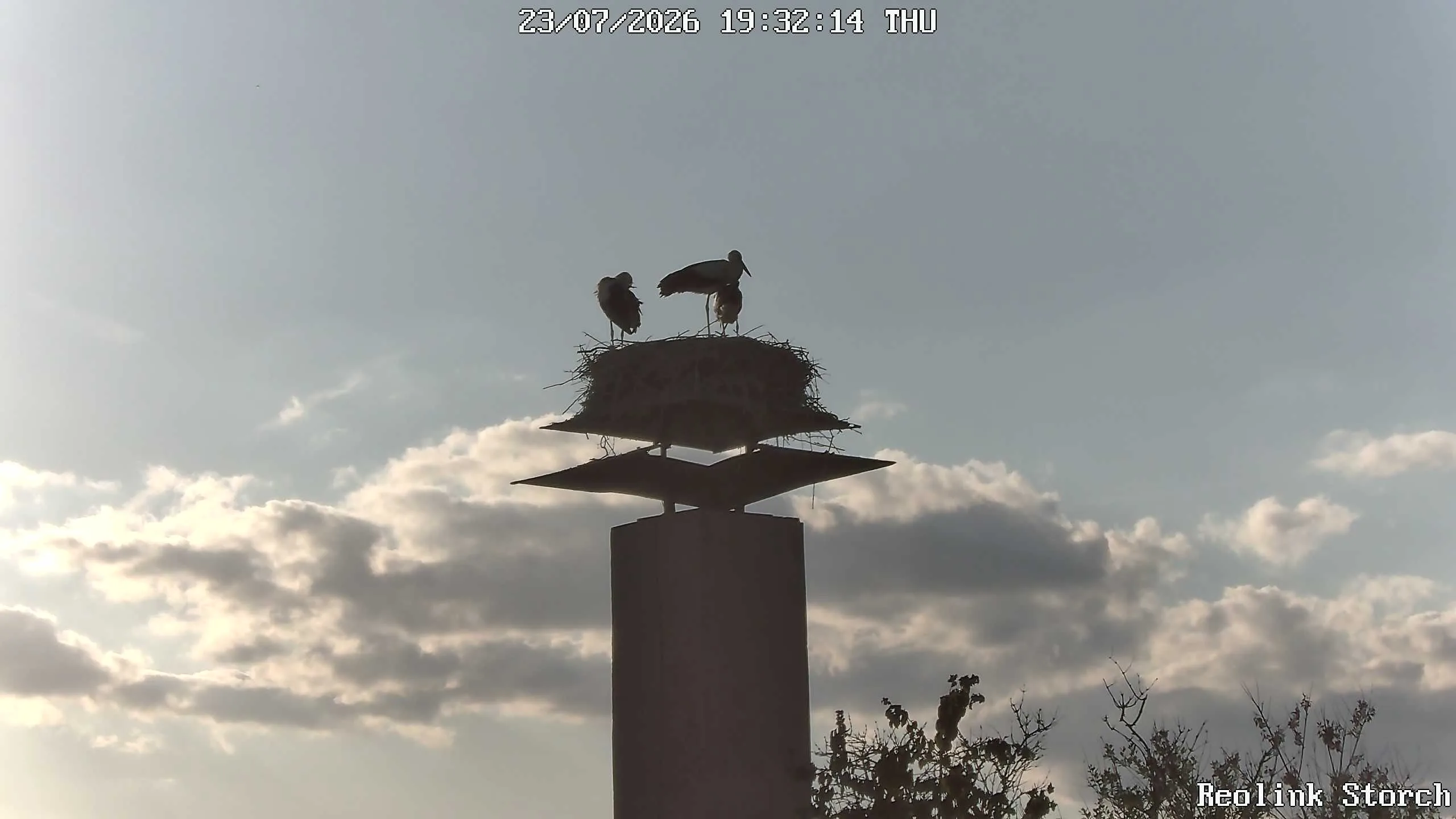 Storchencam Bild