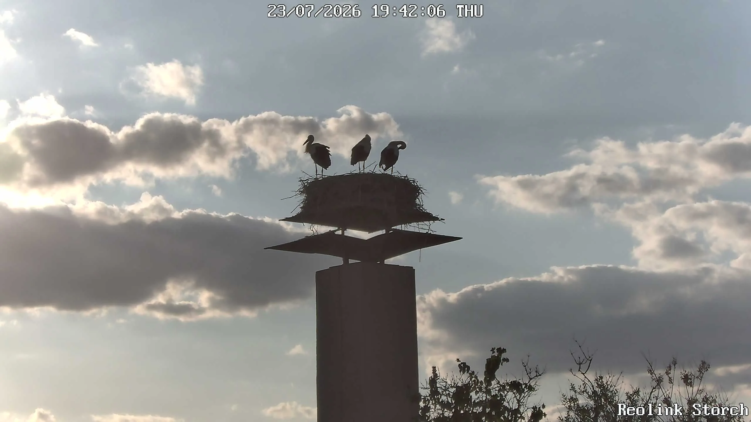 Storchencam Bild
