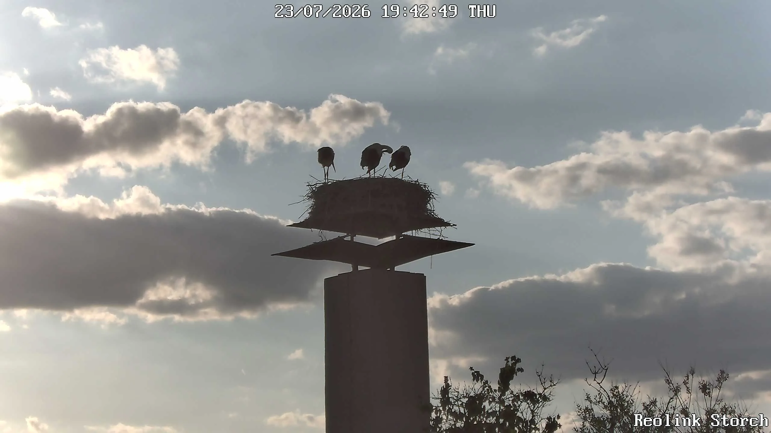 Storchencam Bild