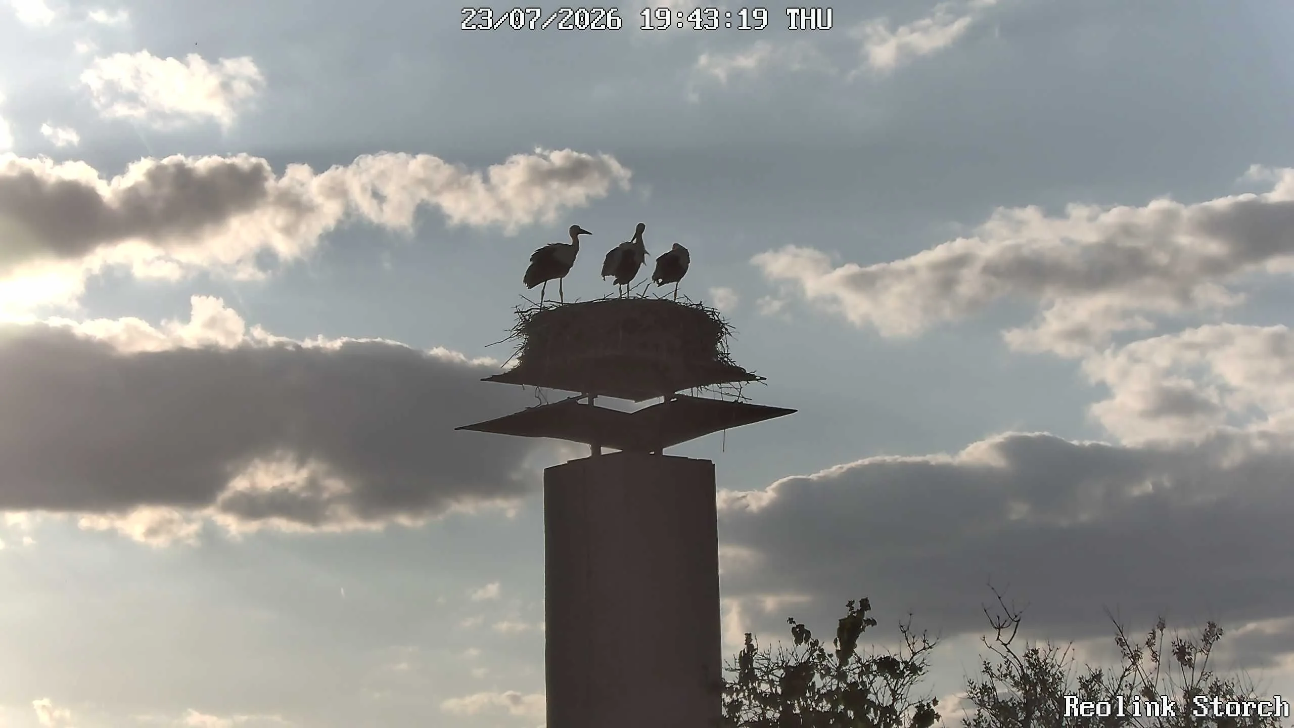 Storchencam Bild