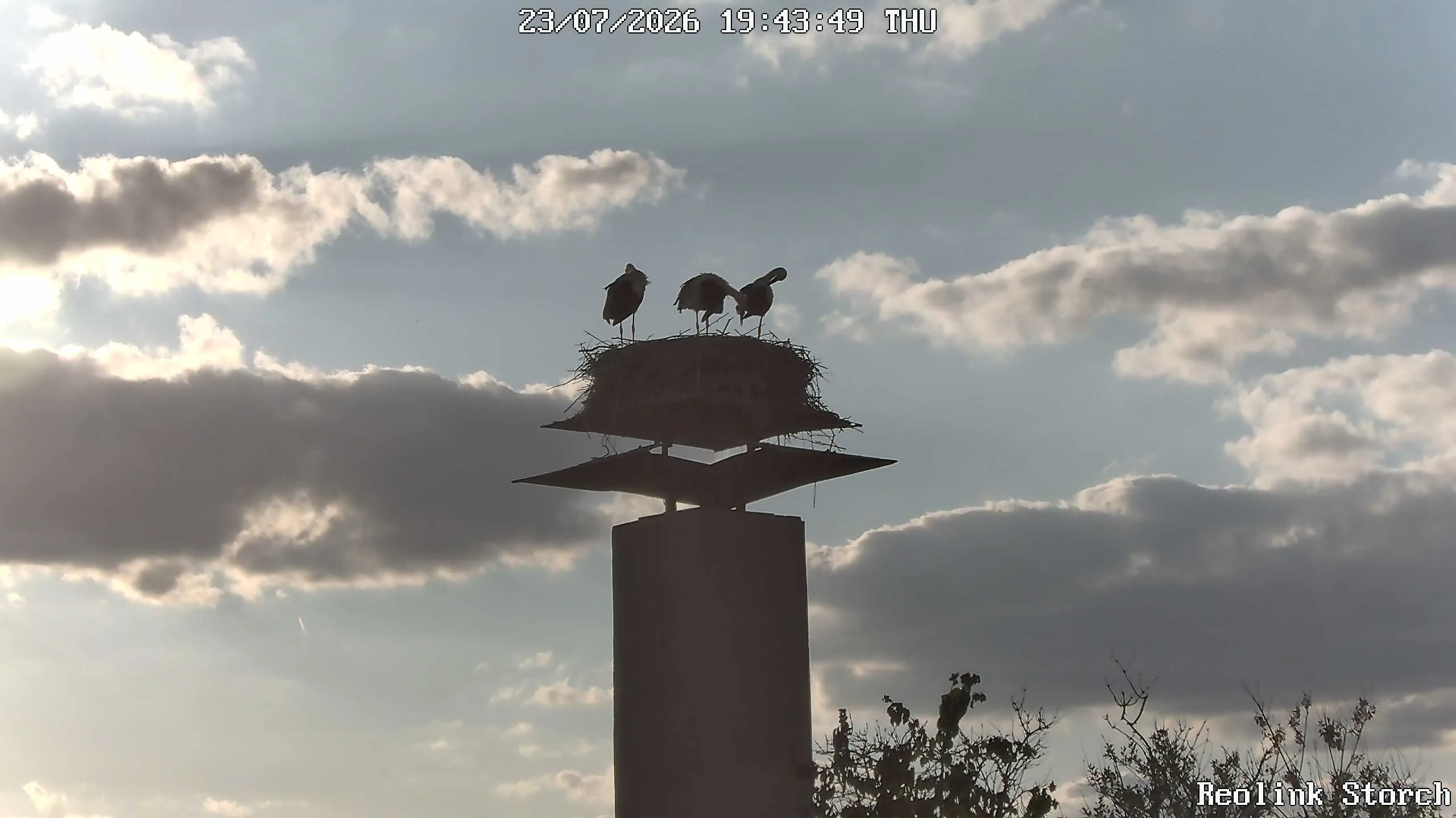 Storchencam Bild