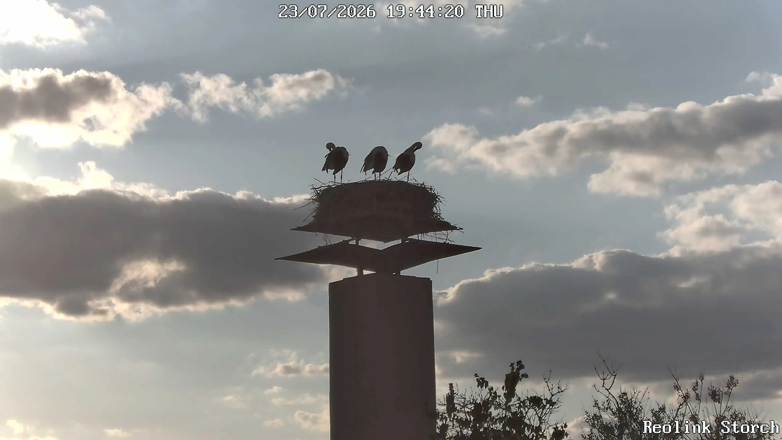Storchencam Bild