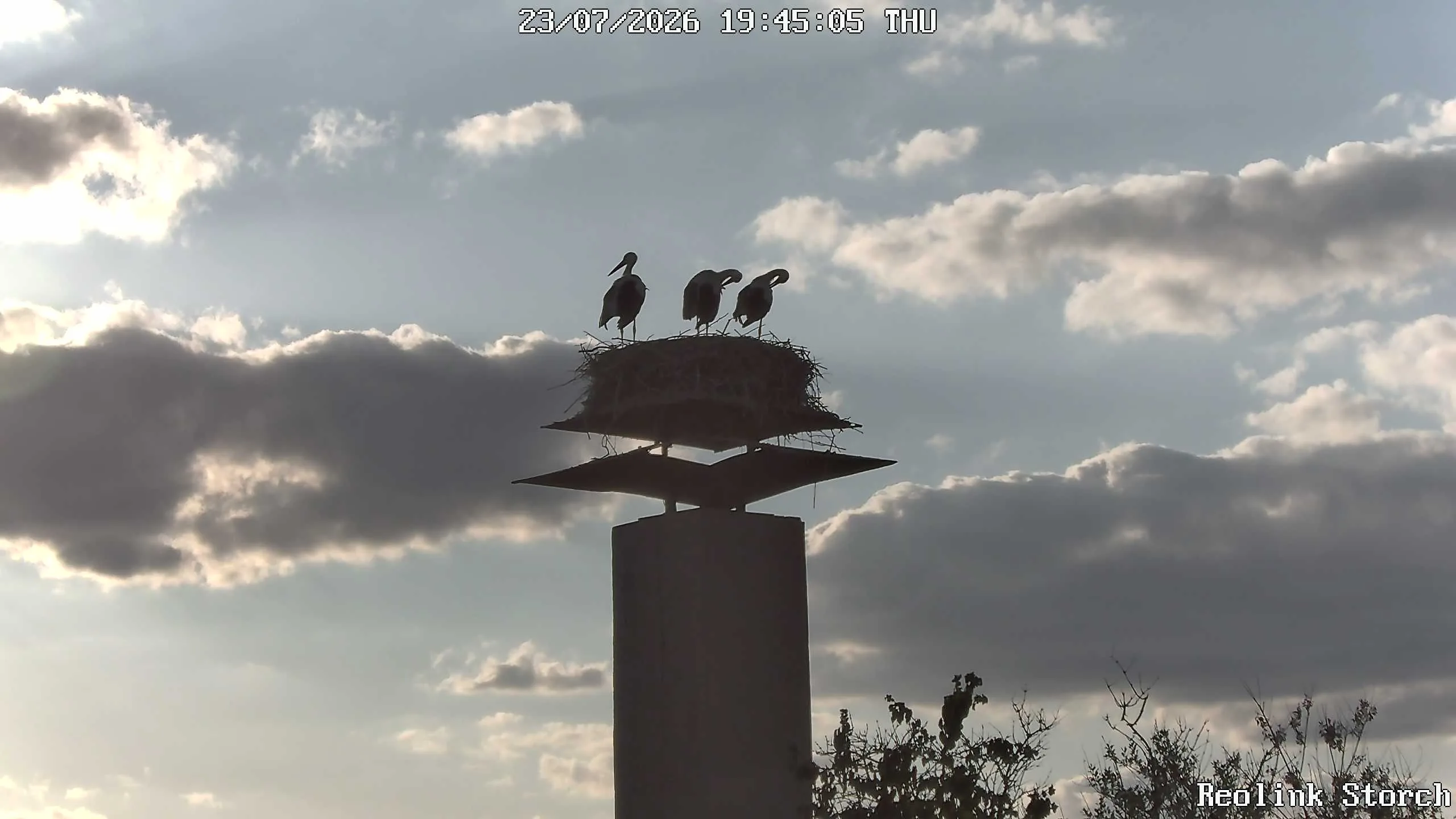 Storchencam Bild