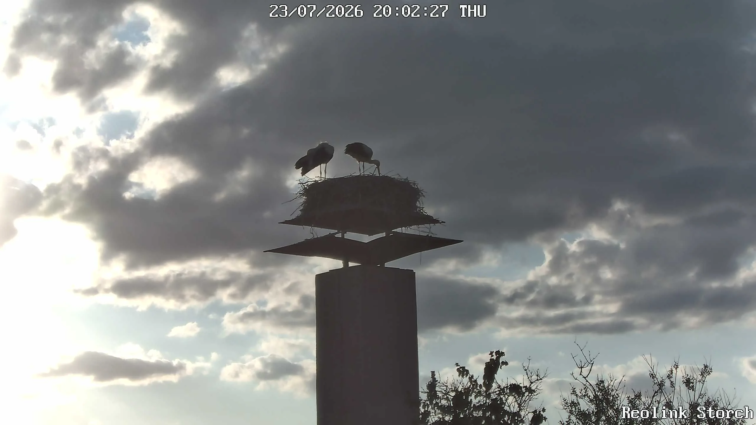 Storchencam Bild