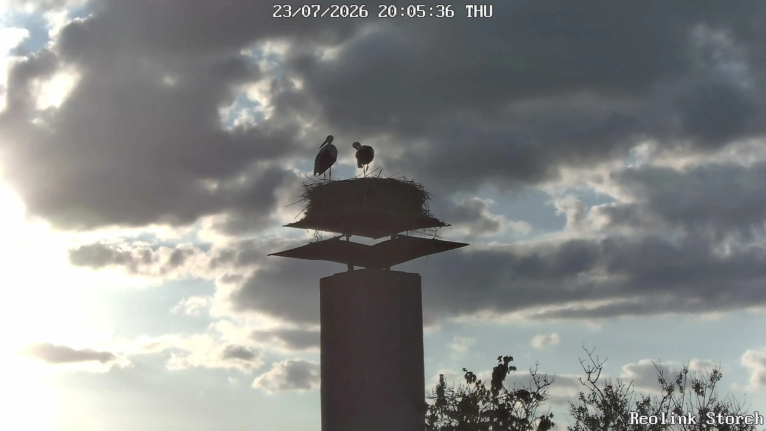 Storchencam Bild