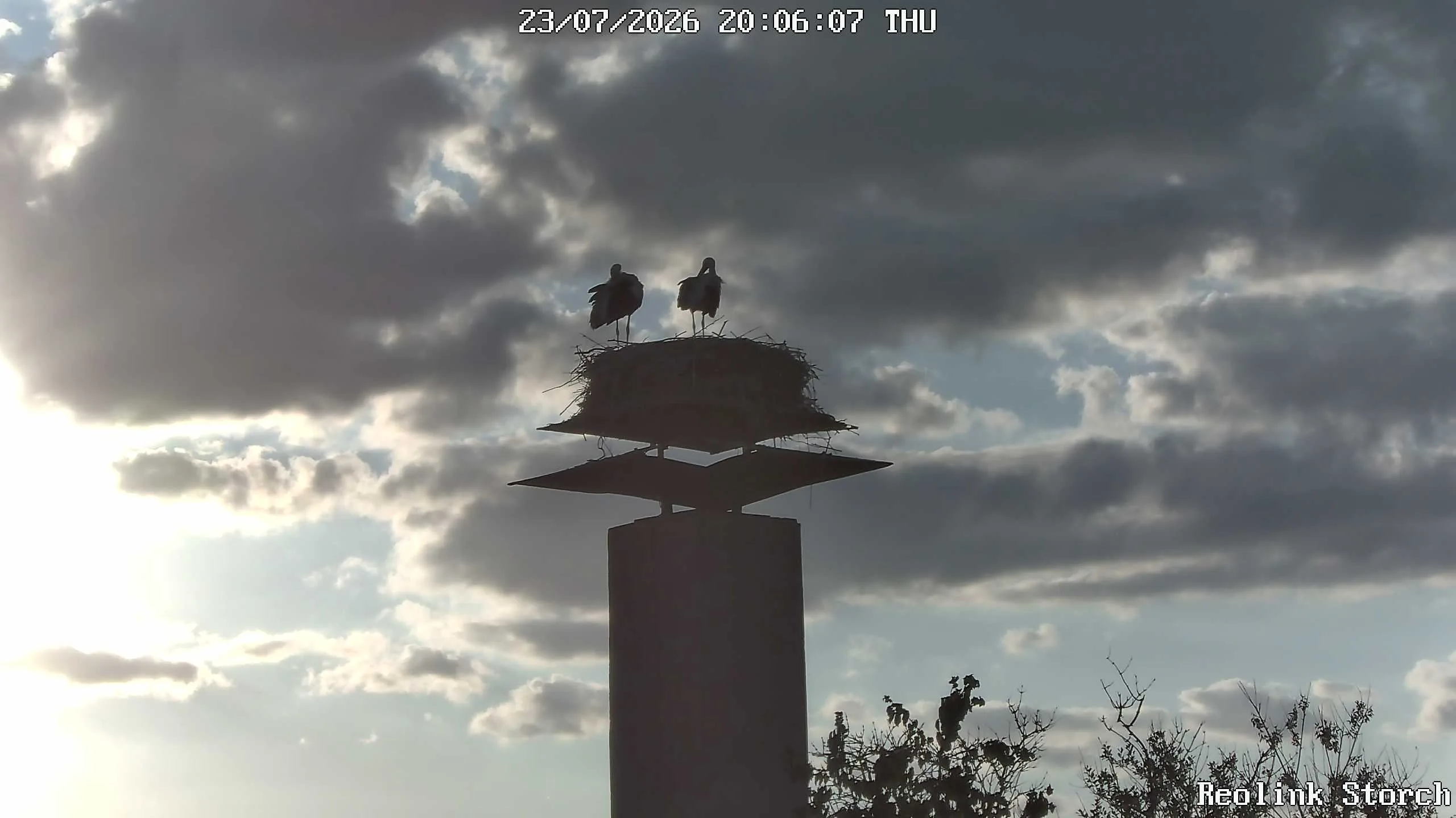 Storchencam Bild