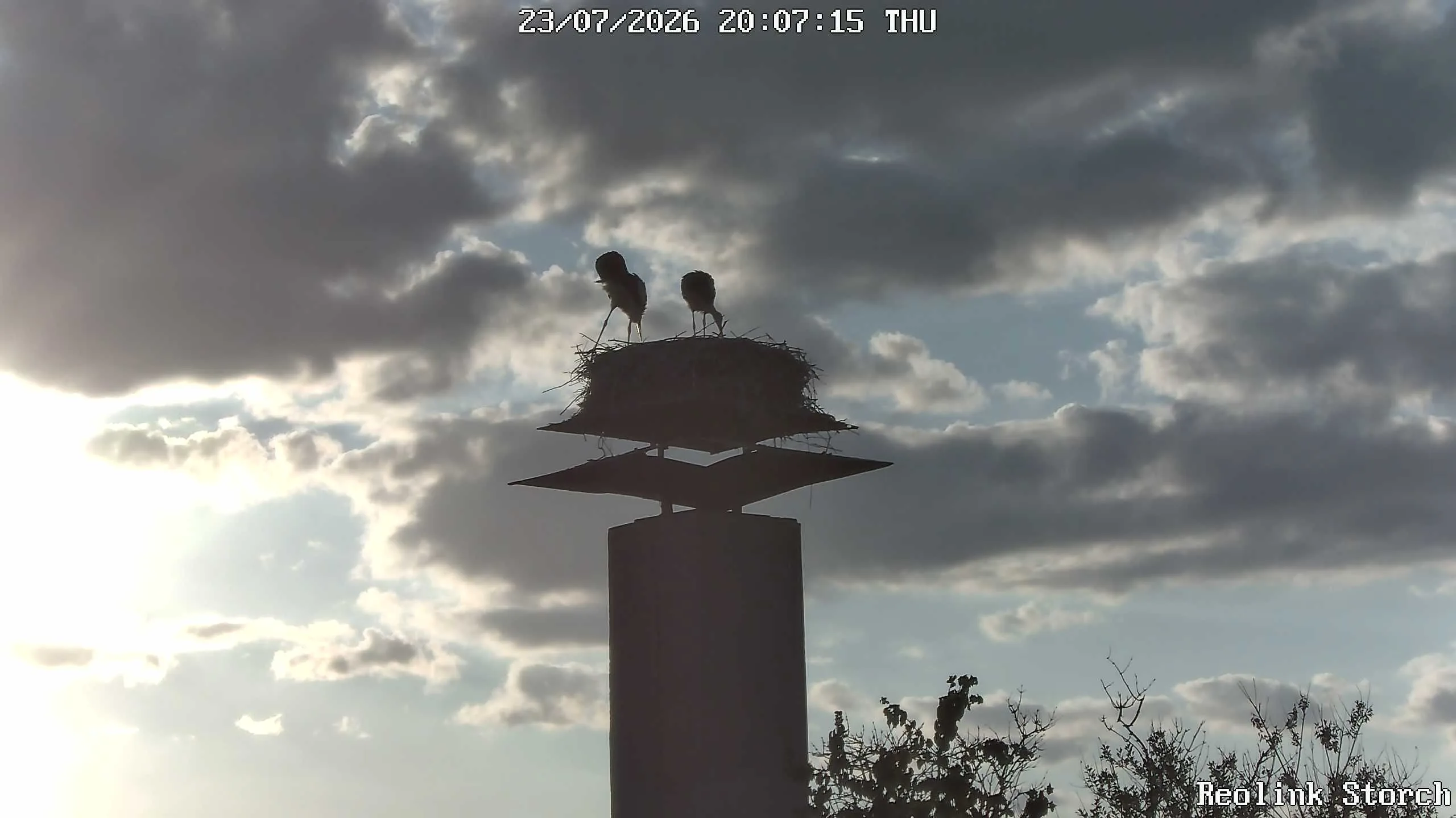 Storchencam Bild