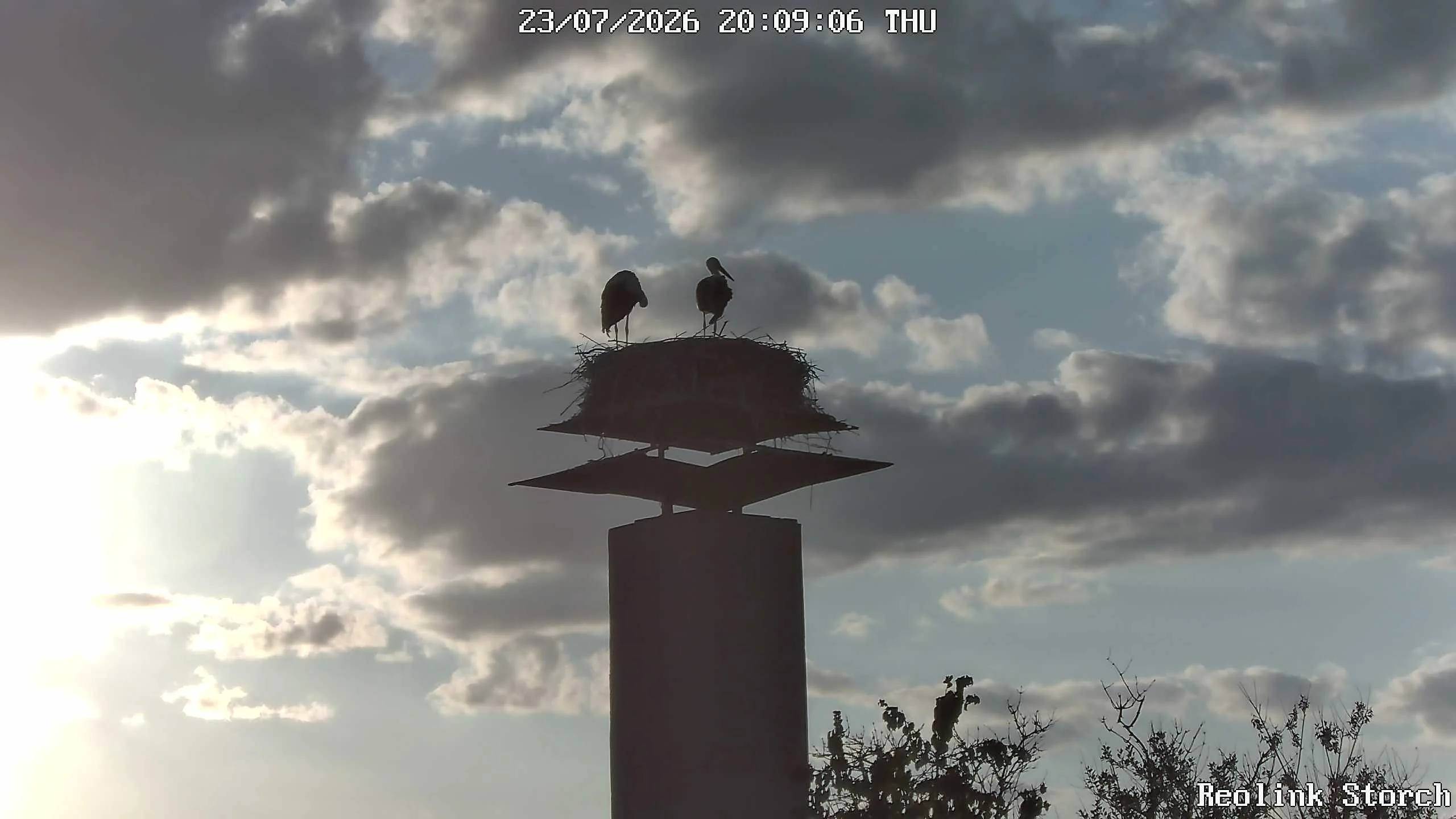 Storchencam Bild