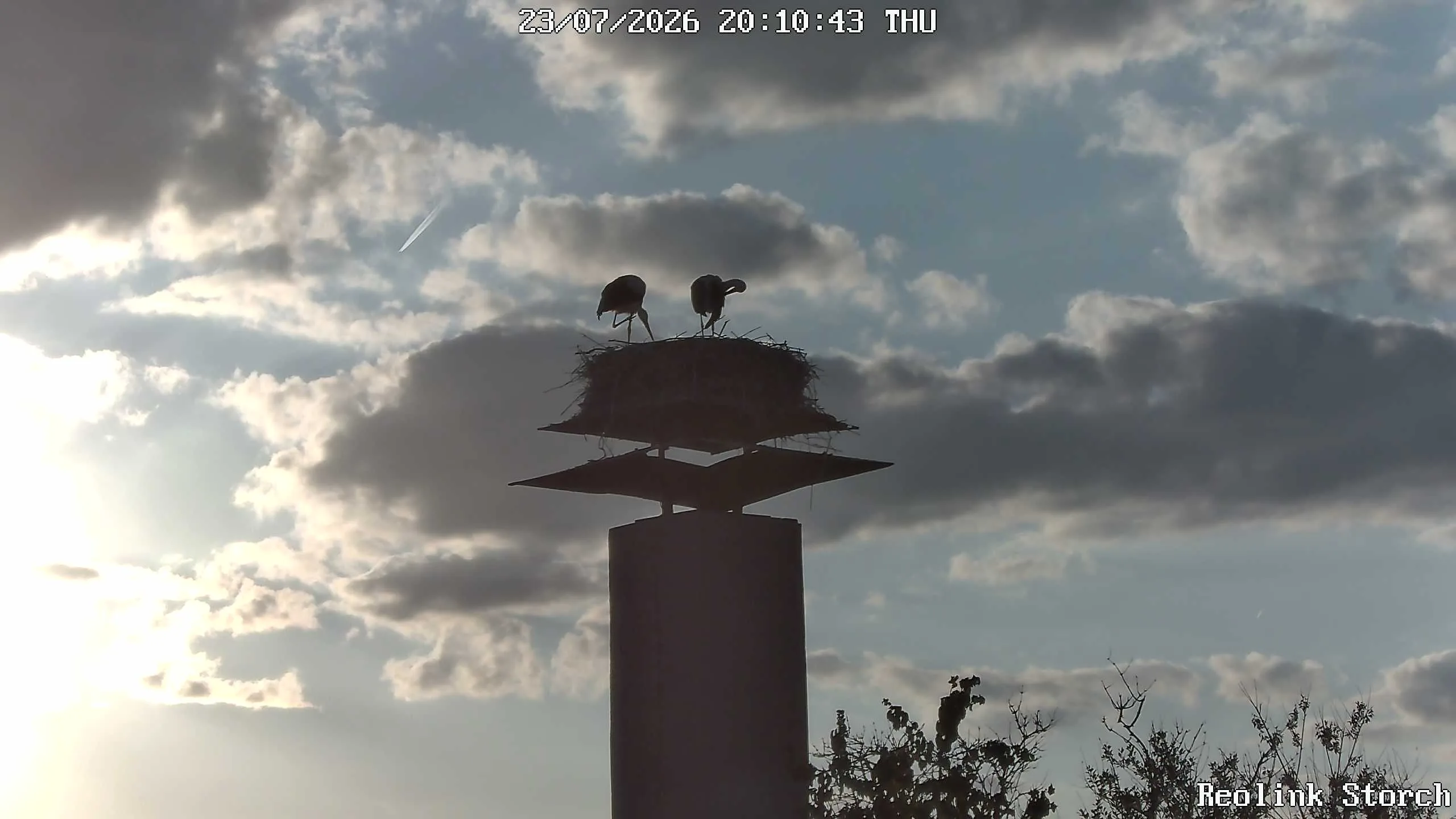 Storchencam Bild