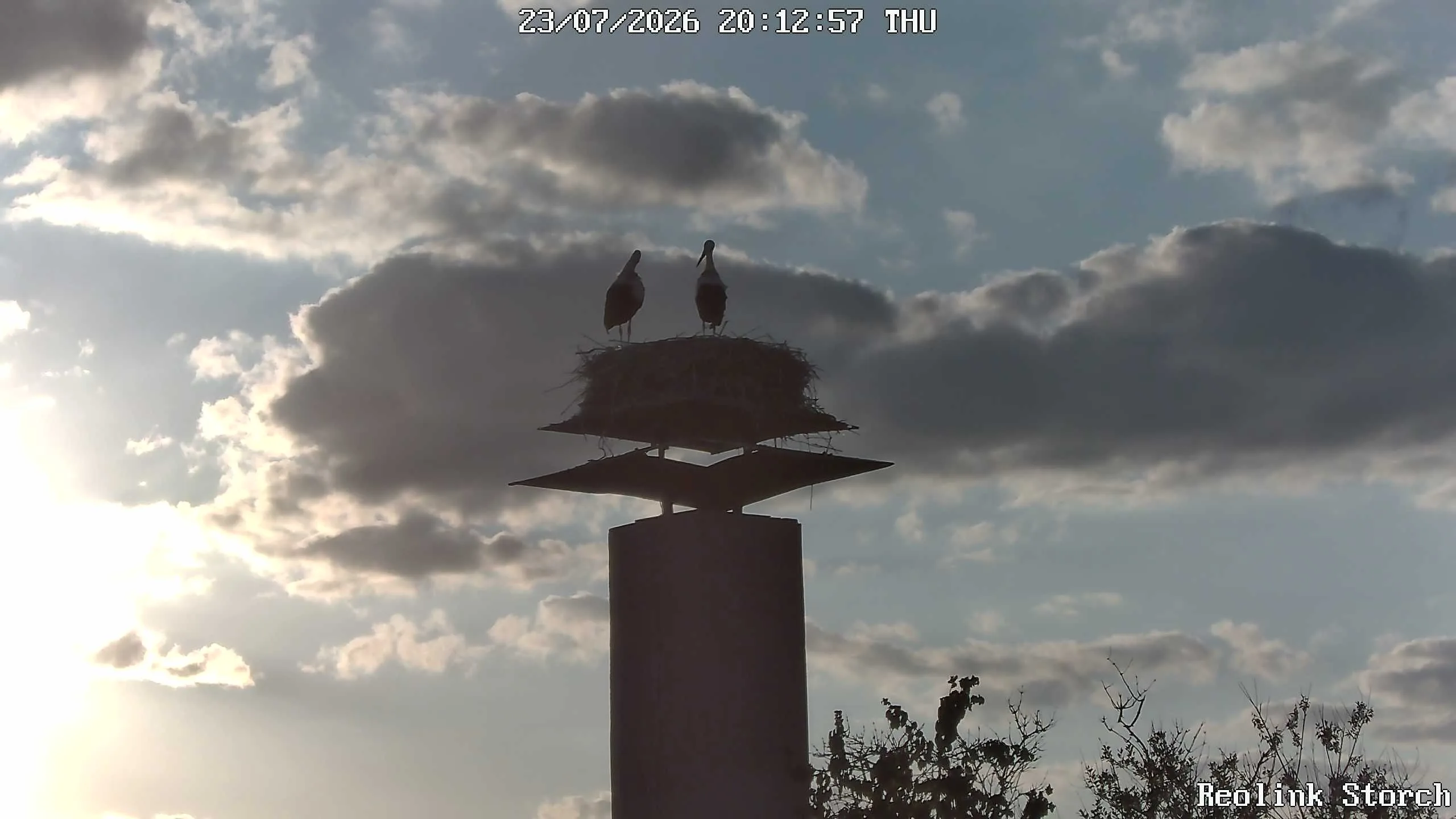 Storchencam Bild