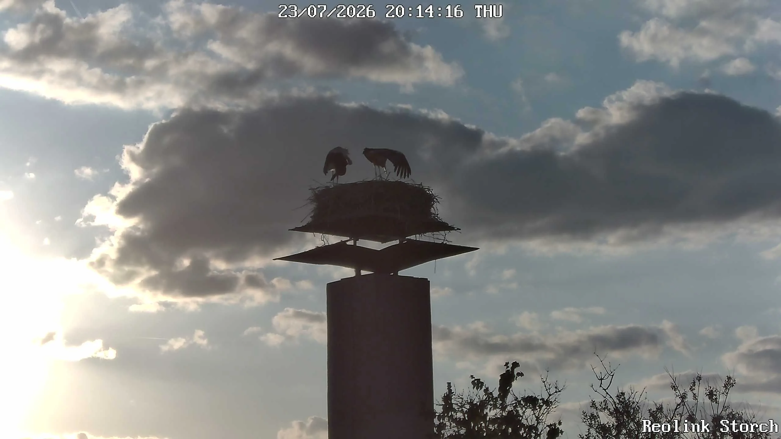 Storchencam Bild